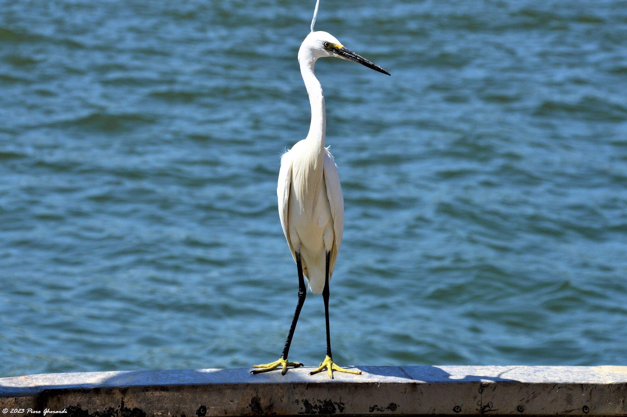 Uccelli