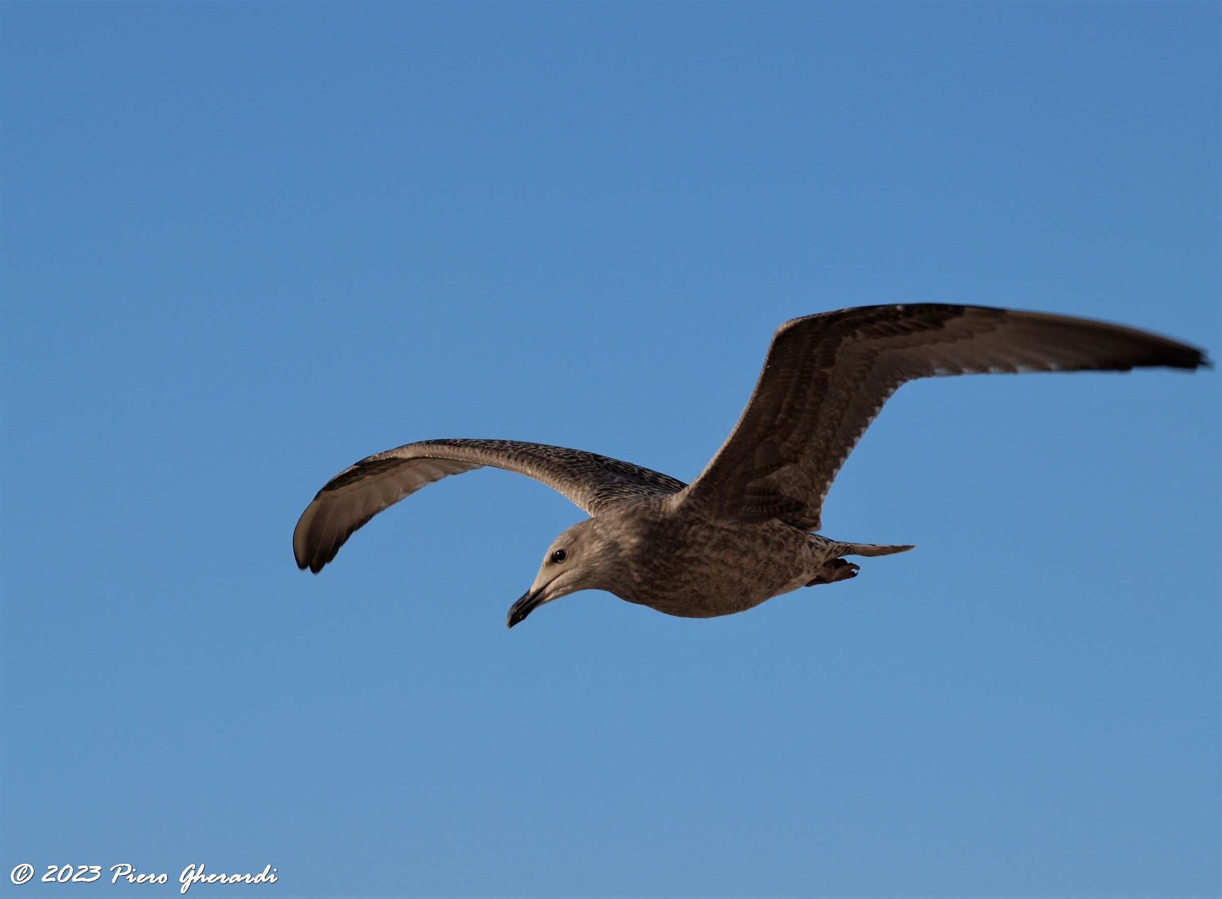 Uccelli