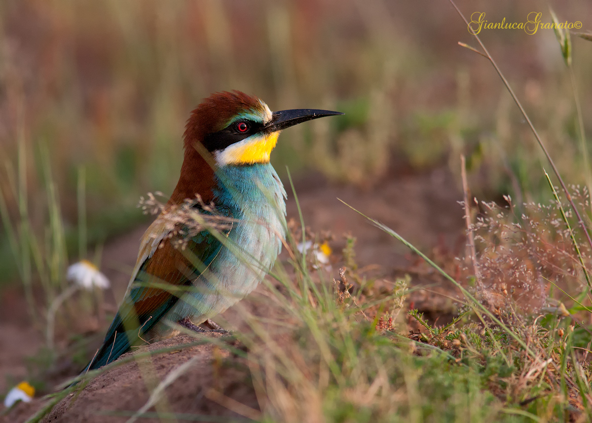 Sguardo al  tramonto
