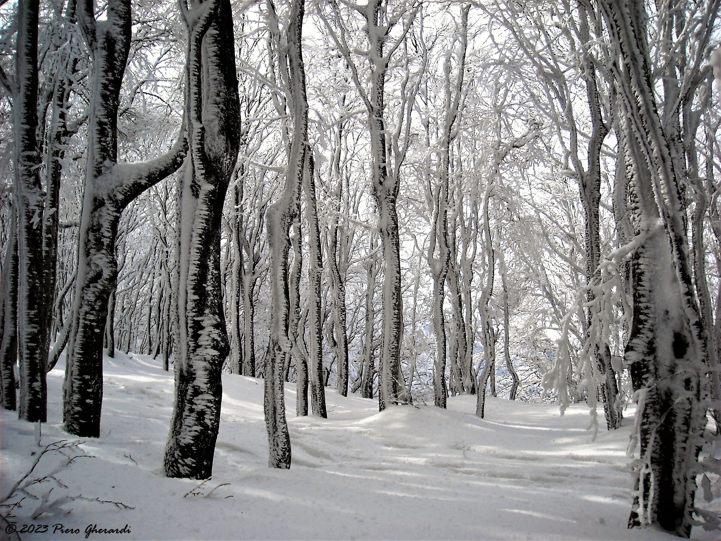 Neve