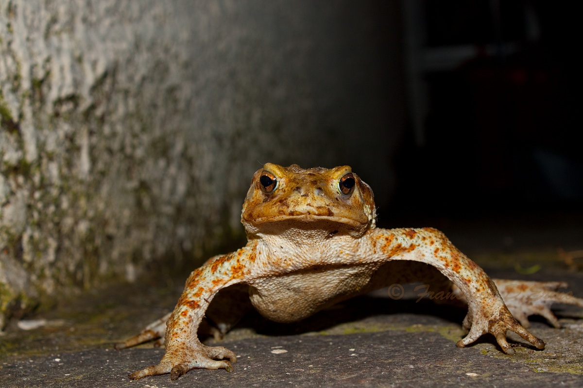 Let me pass are Prince Charming