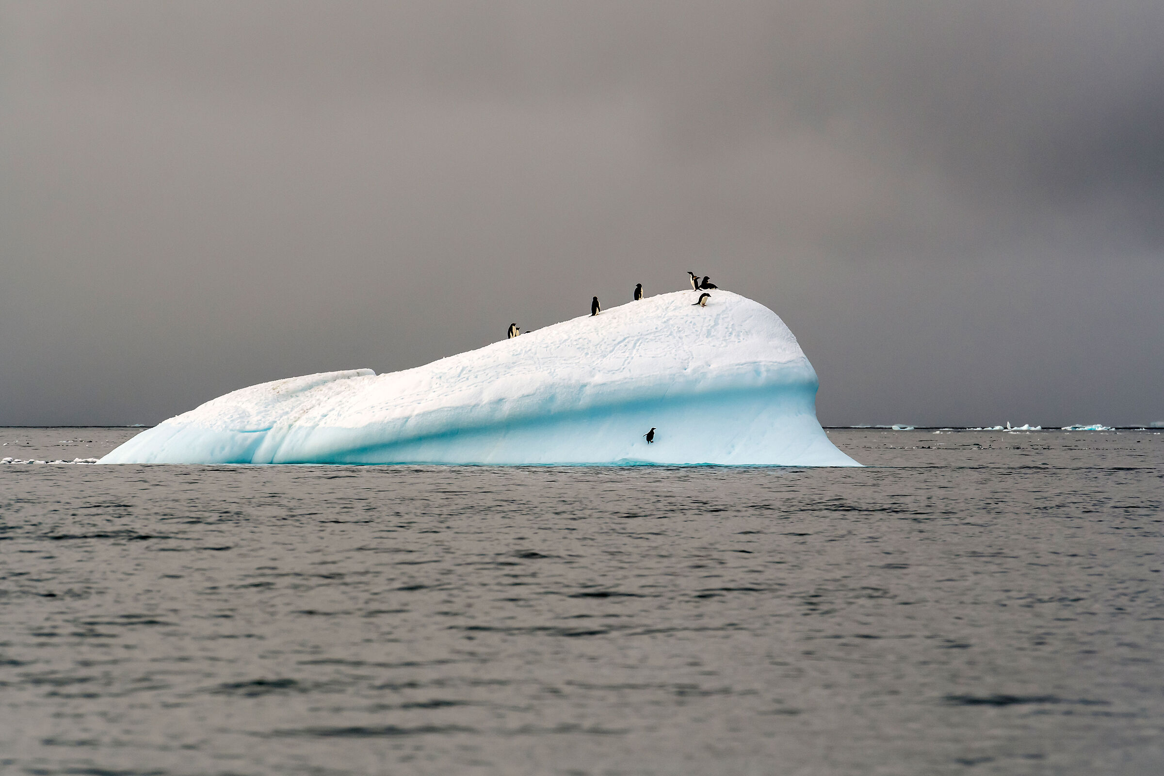 Pinguini su iceberg