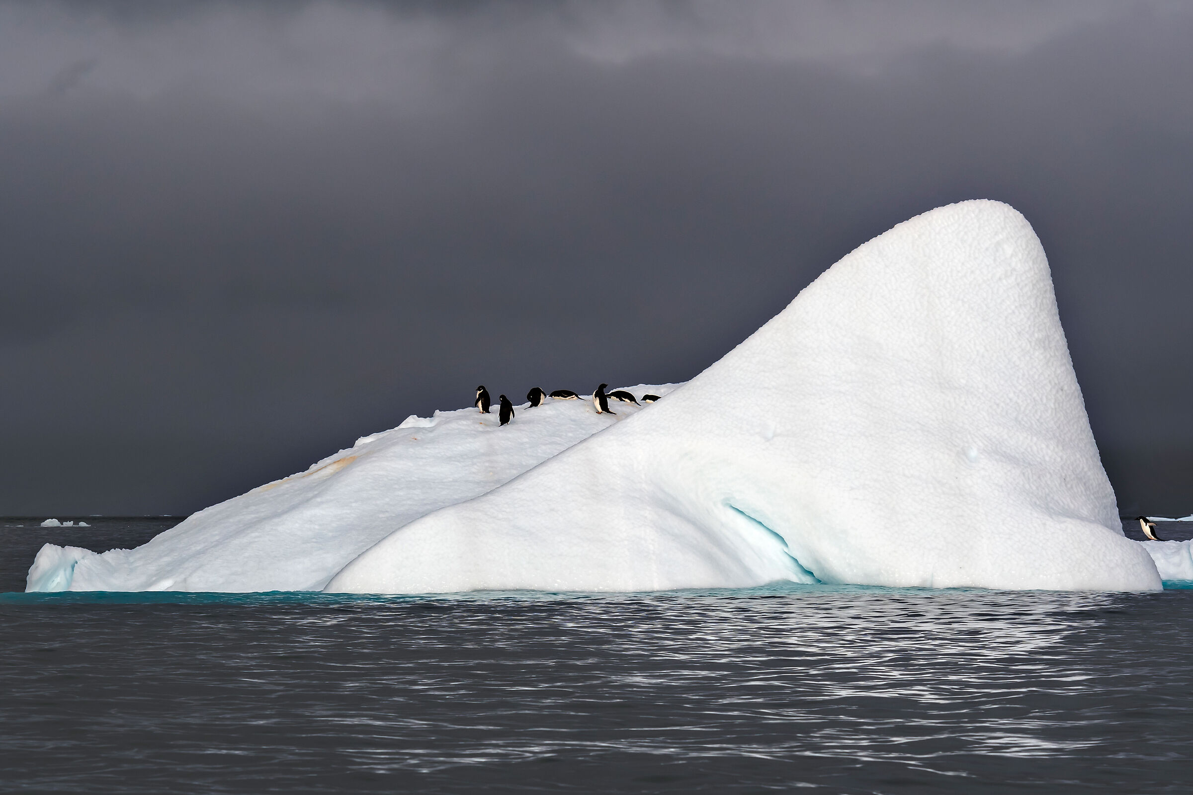 Pinguini su iceberg