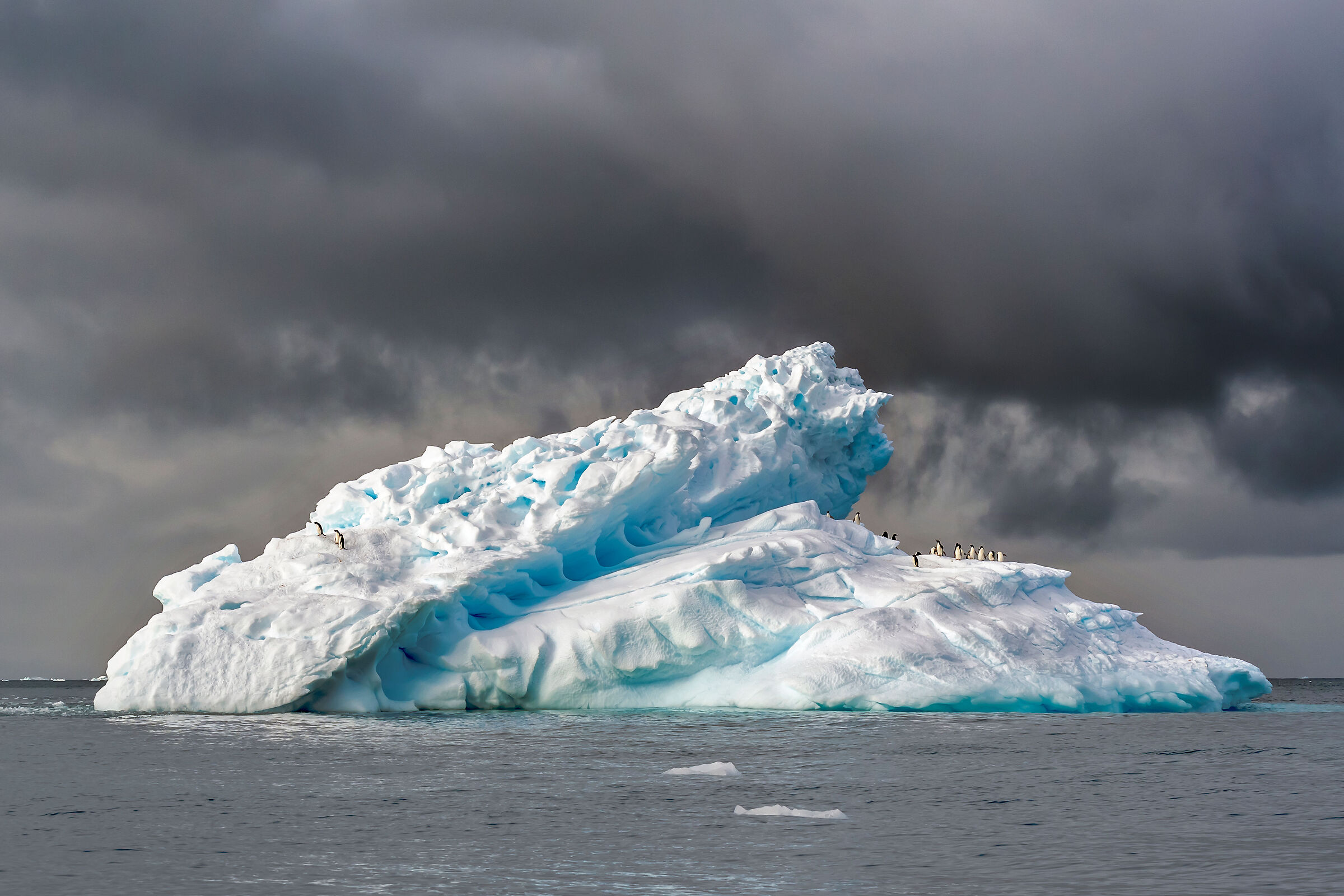 Pinguini su iceberg