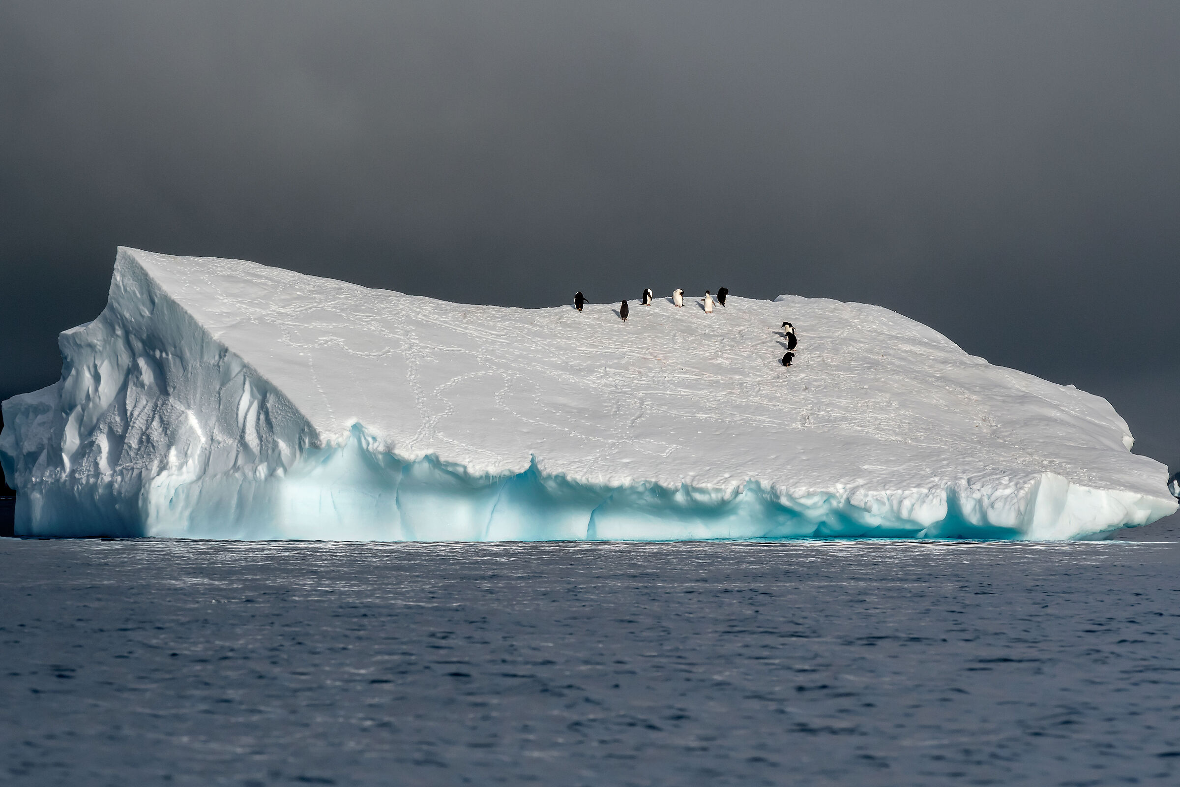 Pinguini su iceberg