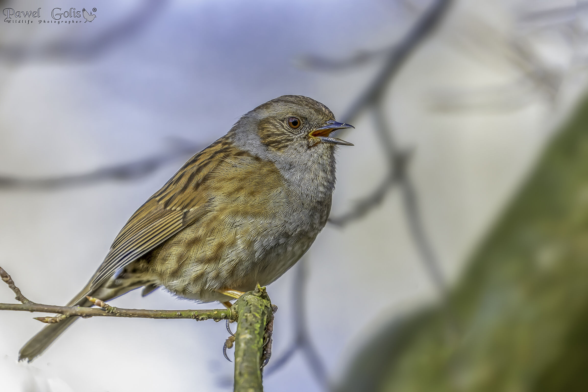 Dunnock (Prunella modularis)