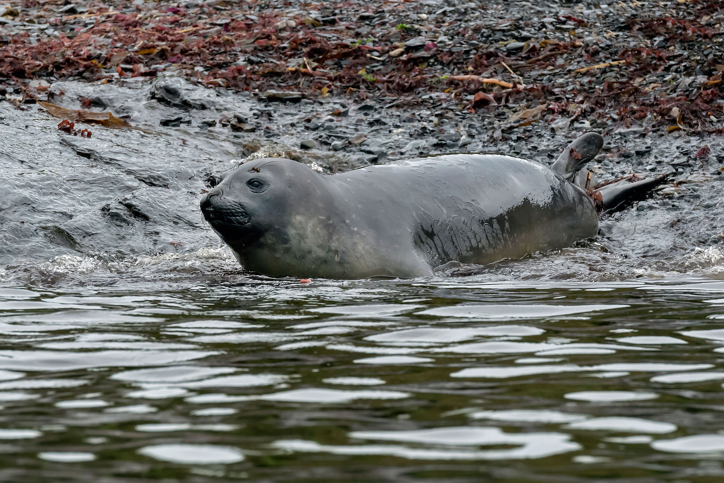 Elefante marino femmina