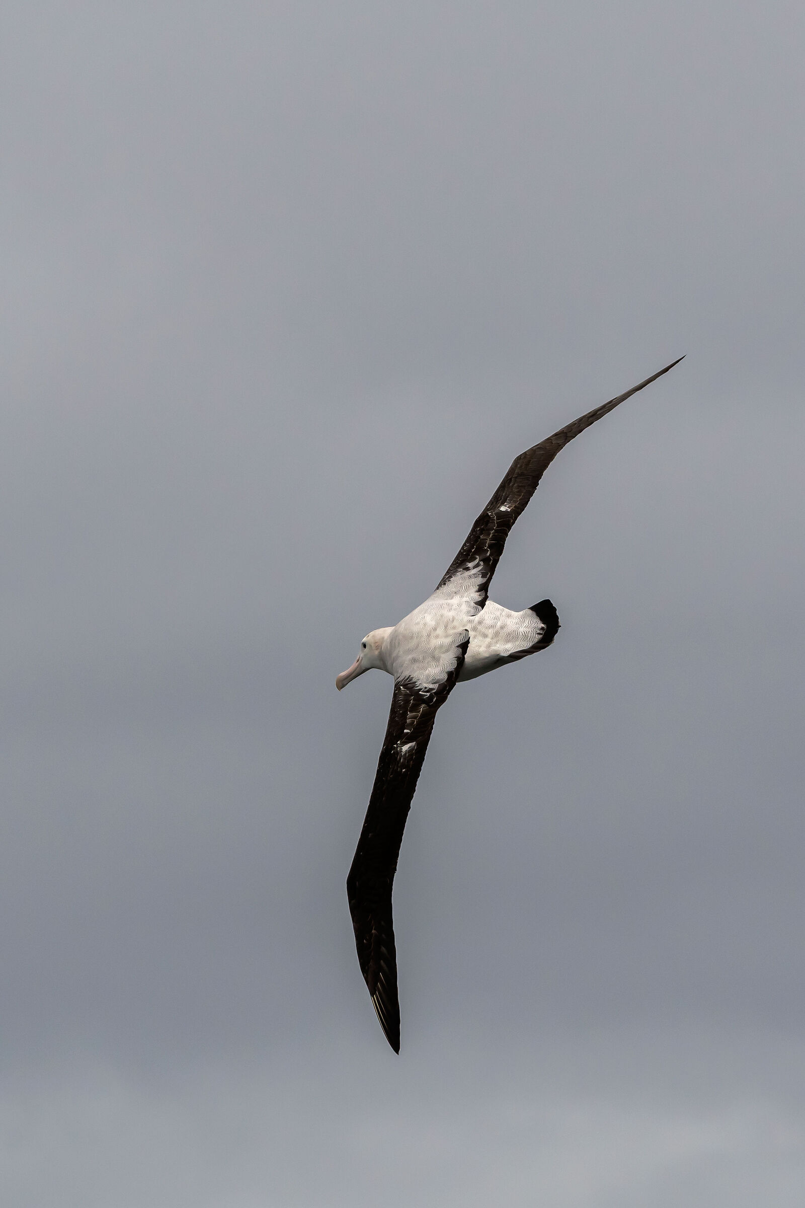 Albatro