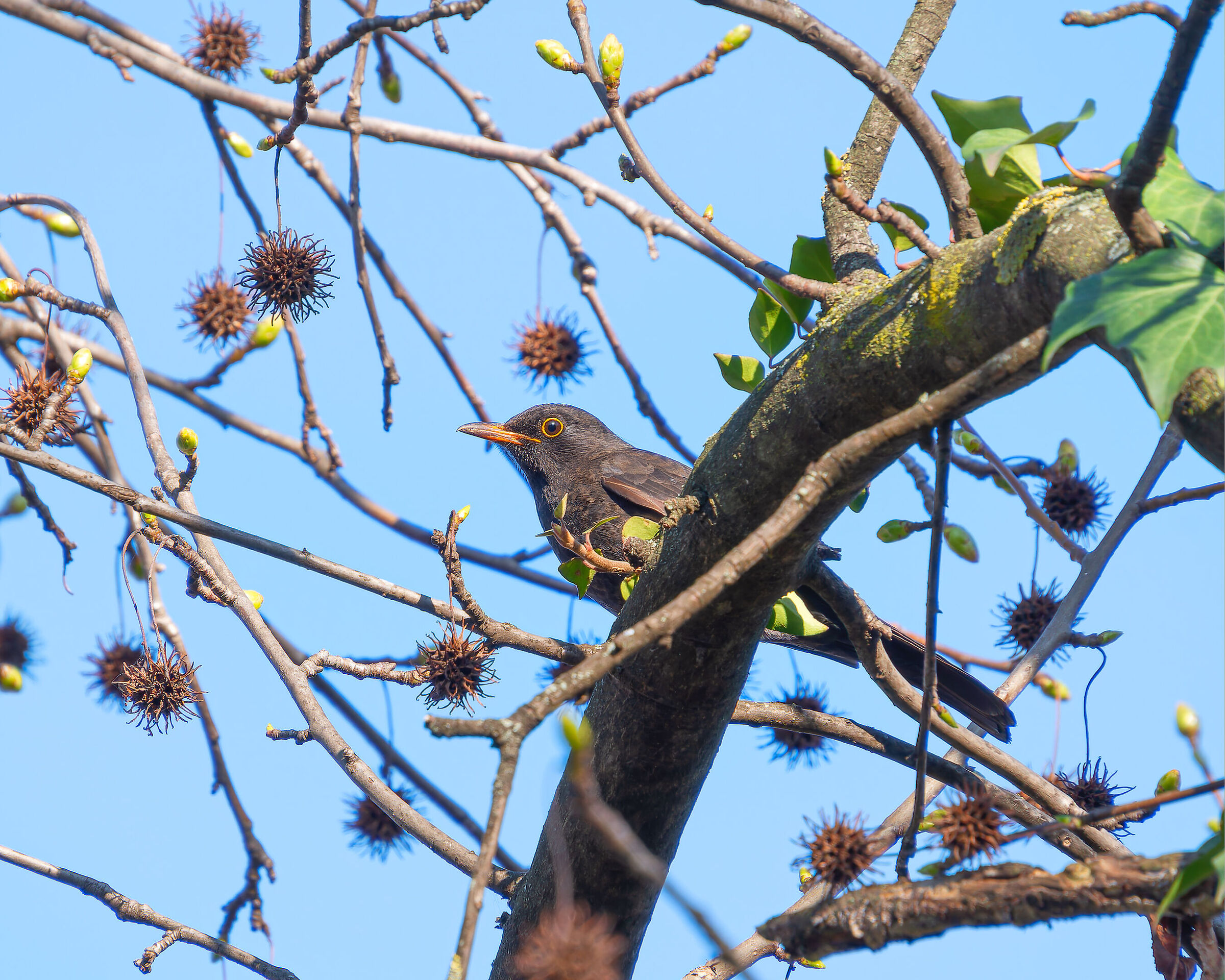 conversione PureRaw3