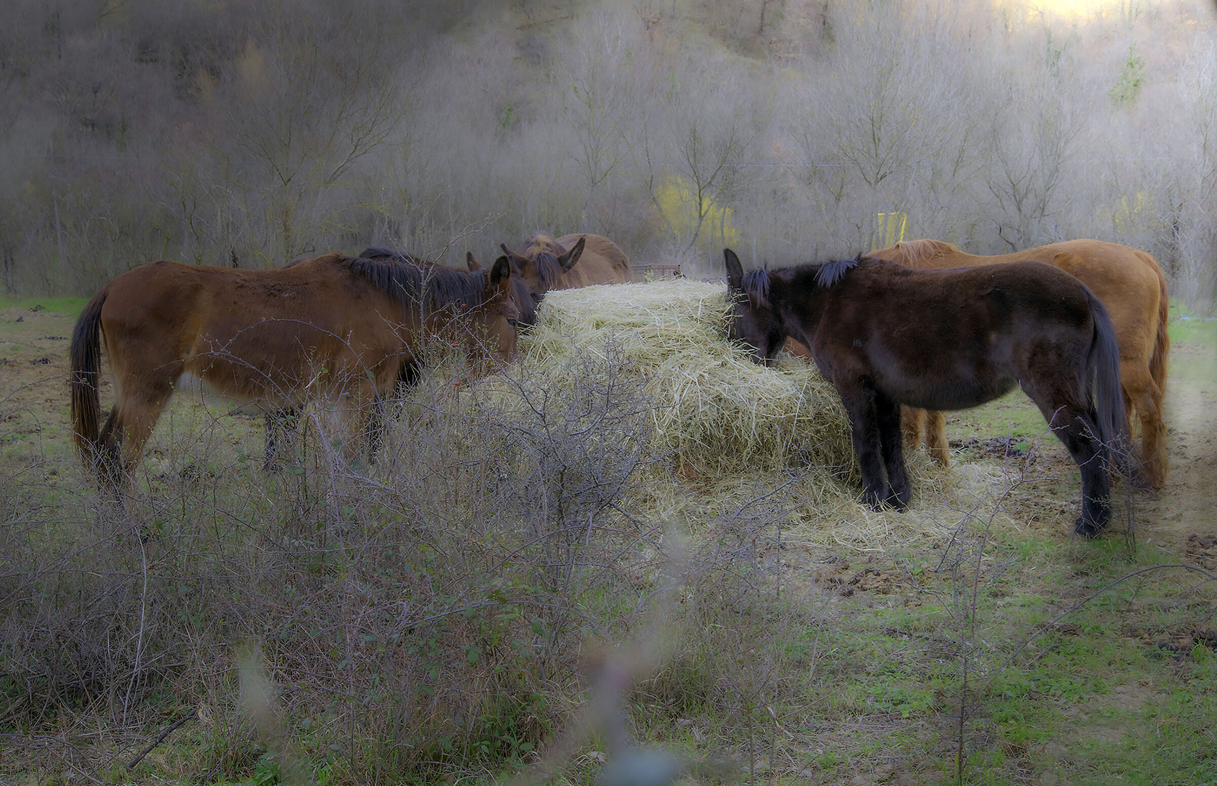 L'ora della colazione