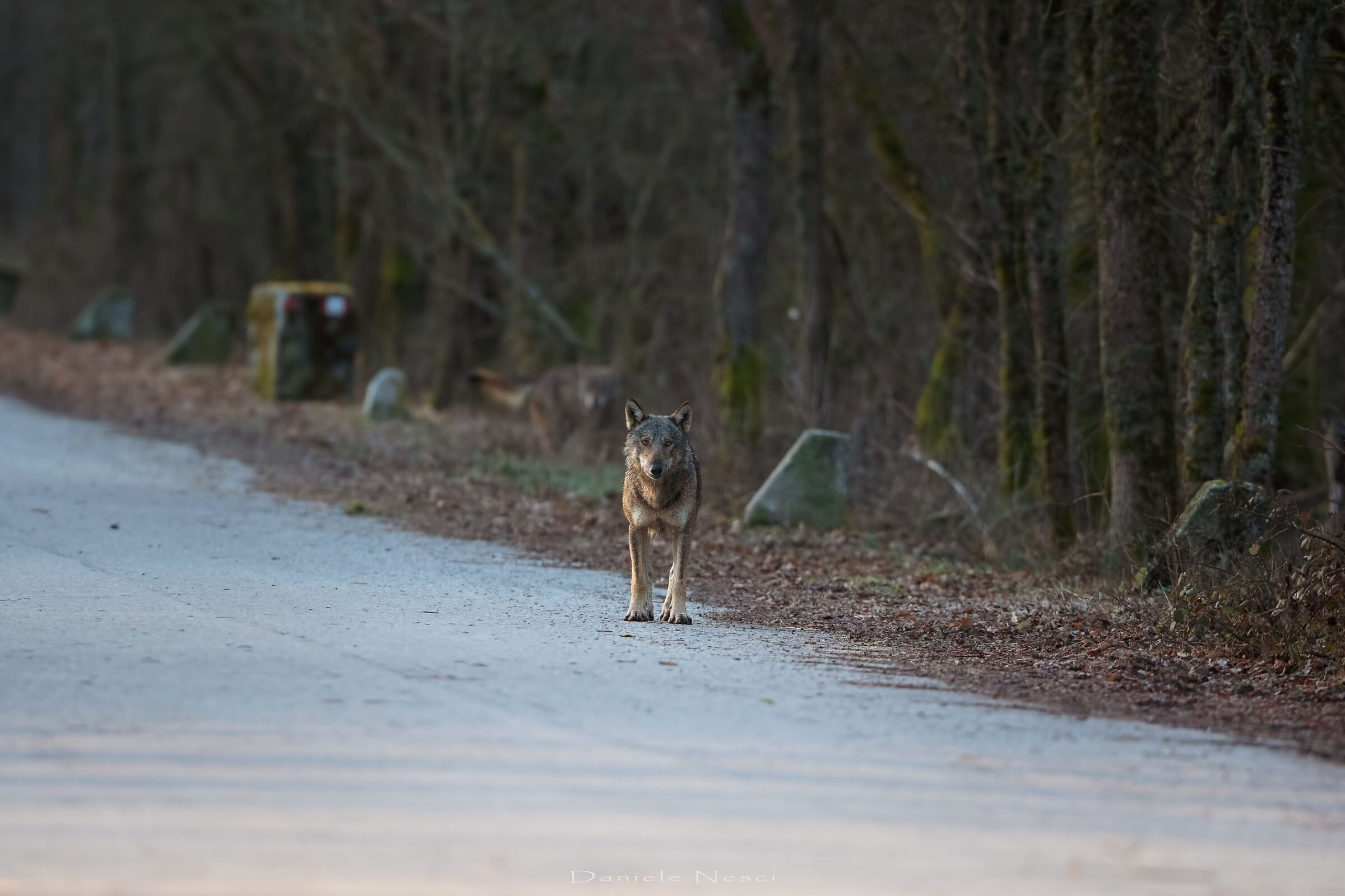 Fantastic encounters with the guardian of the forest