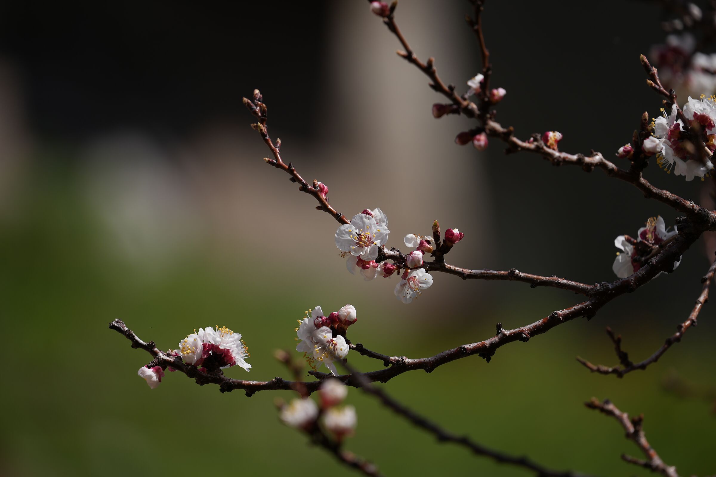 Aspettando la primavera....