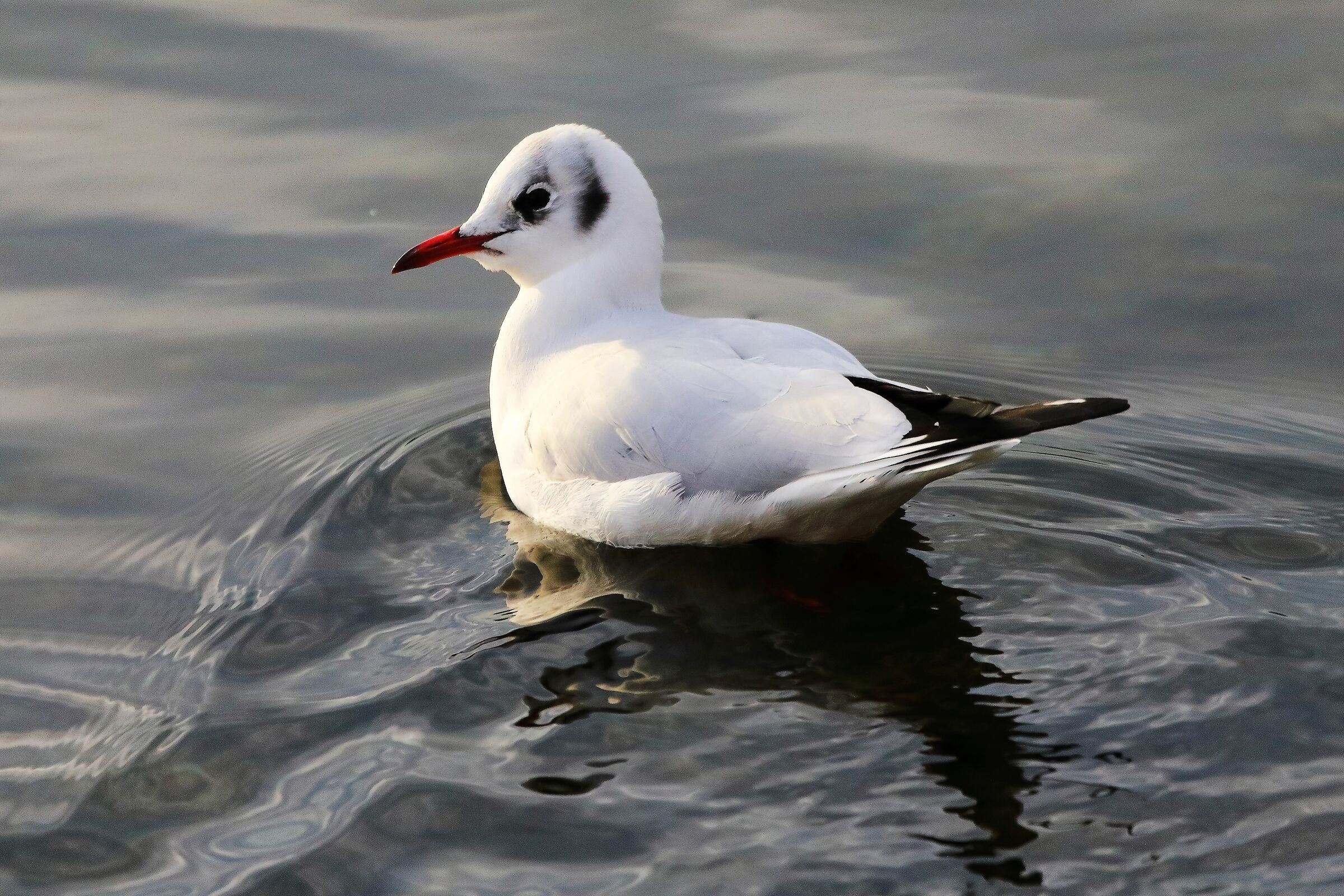 Gabbiano terrestre 11-01-2023