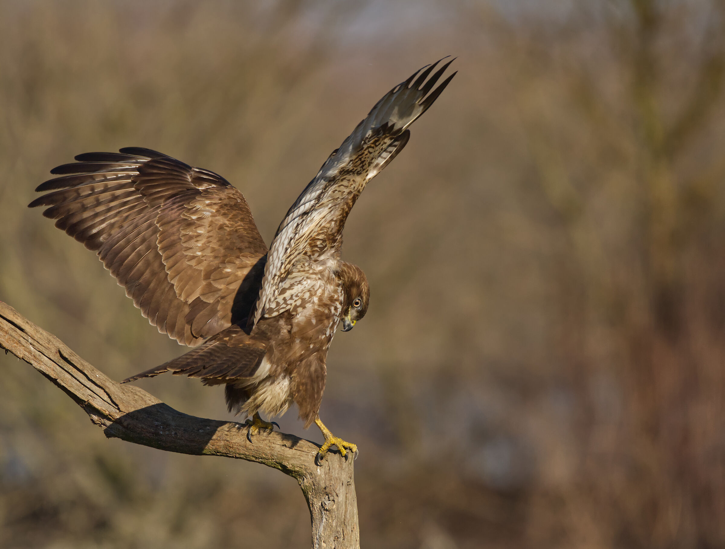 buzzard