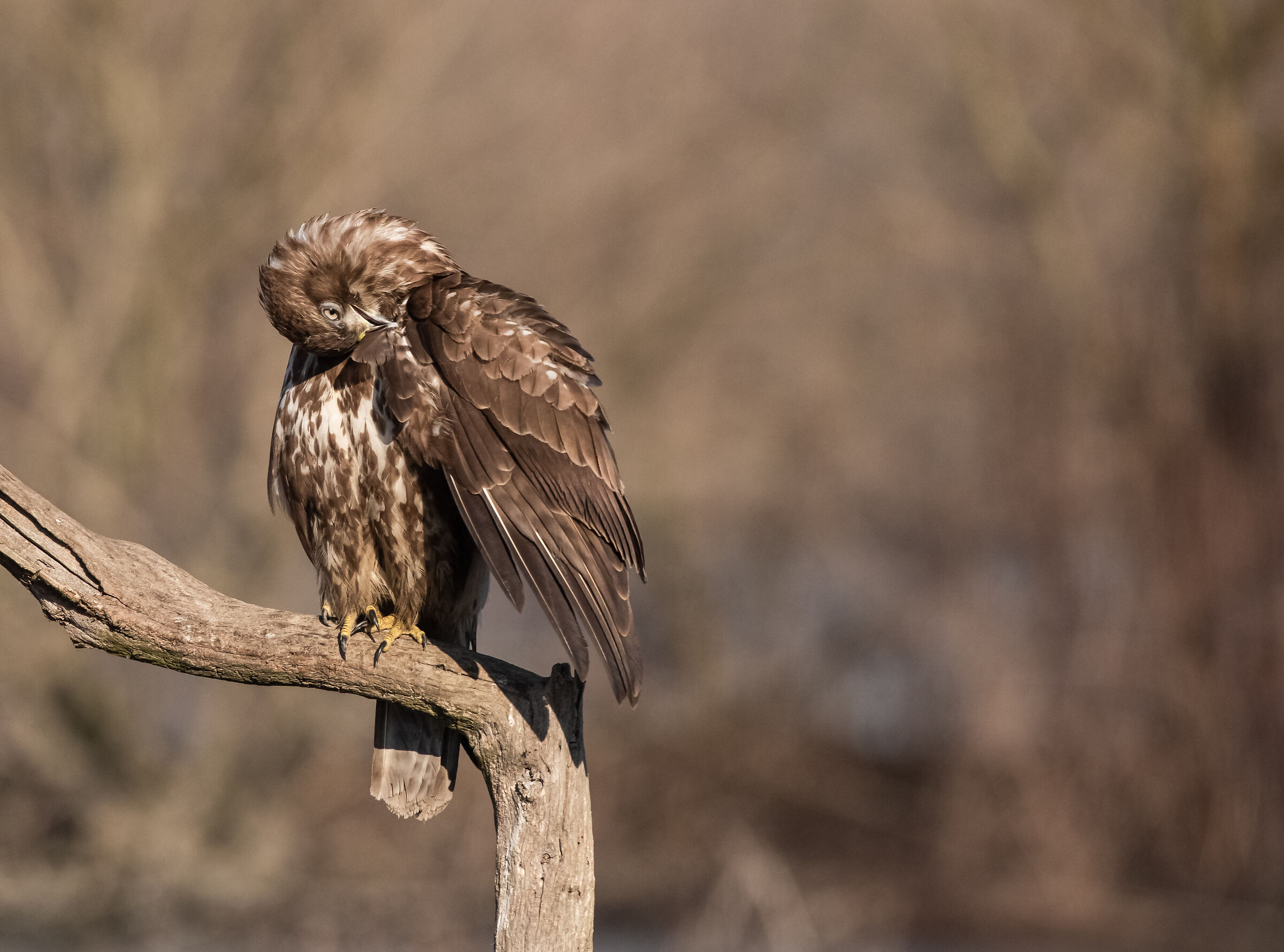 buzzard