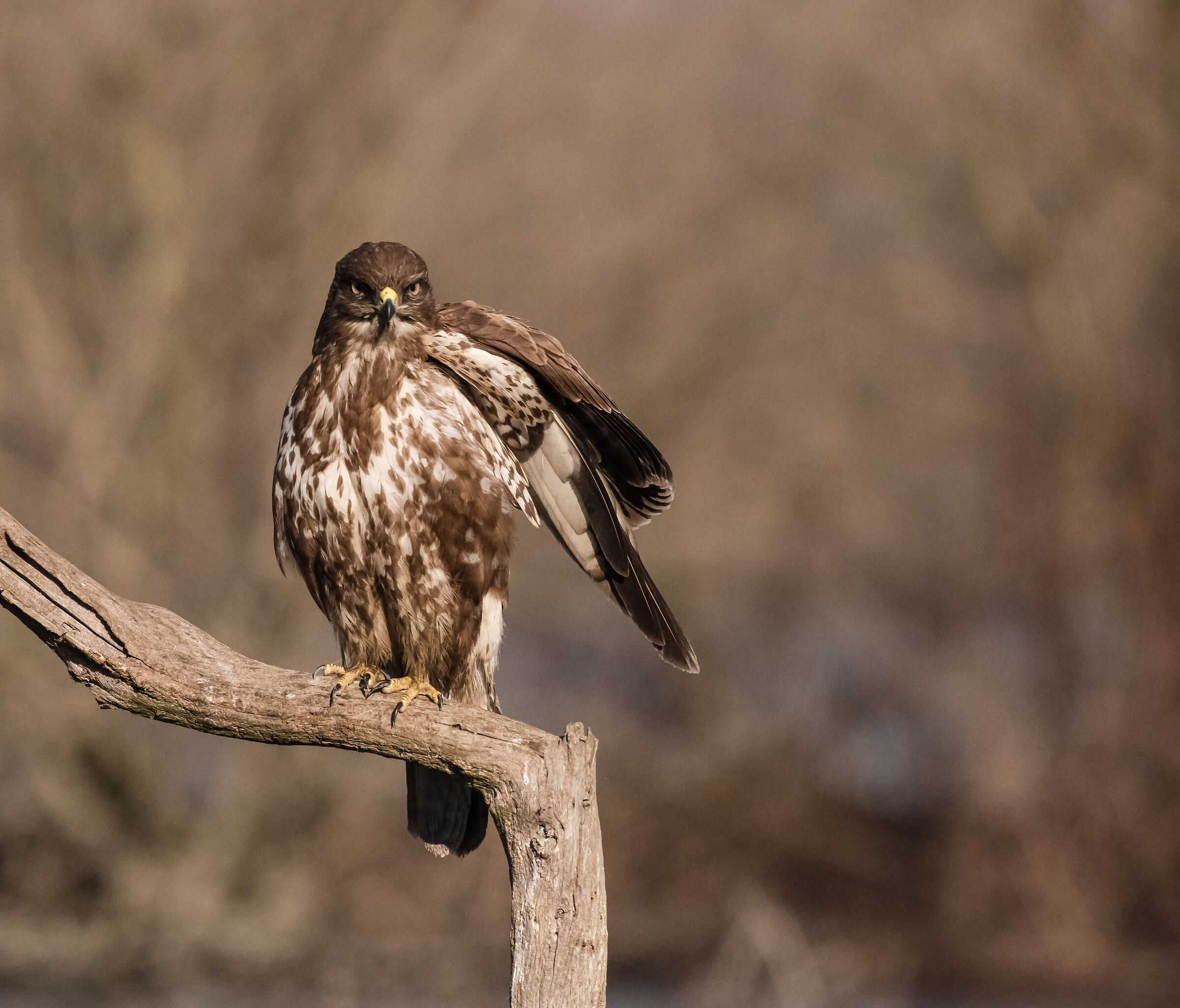buzzard