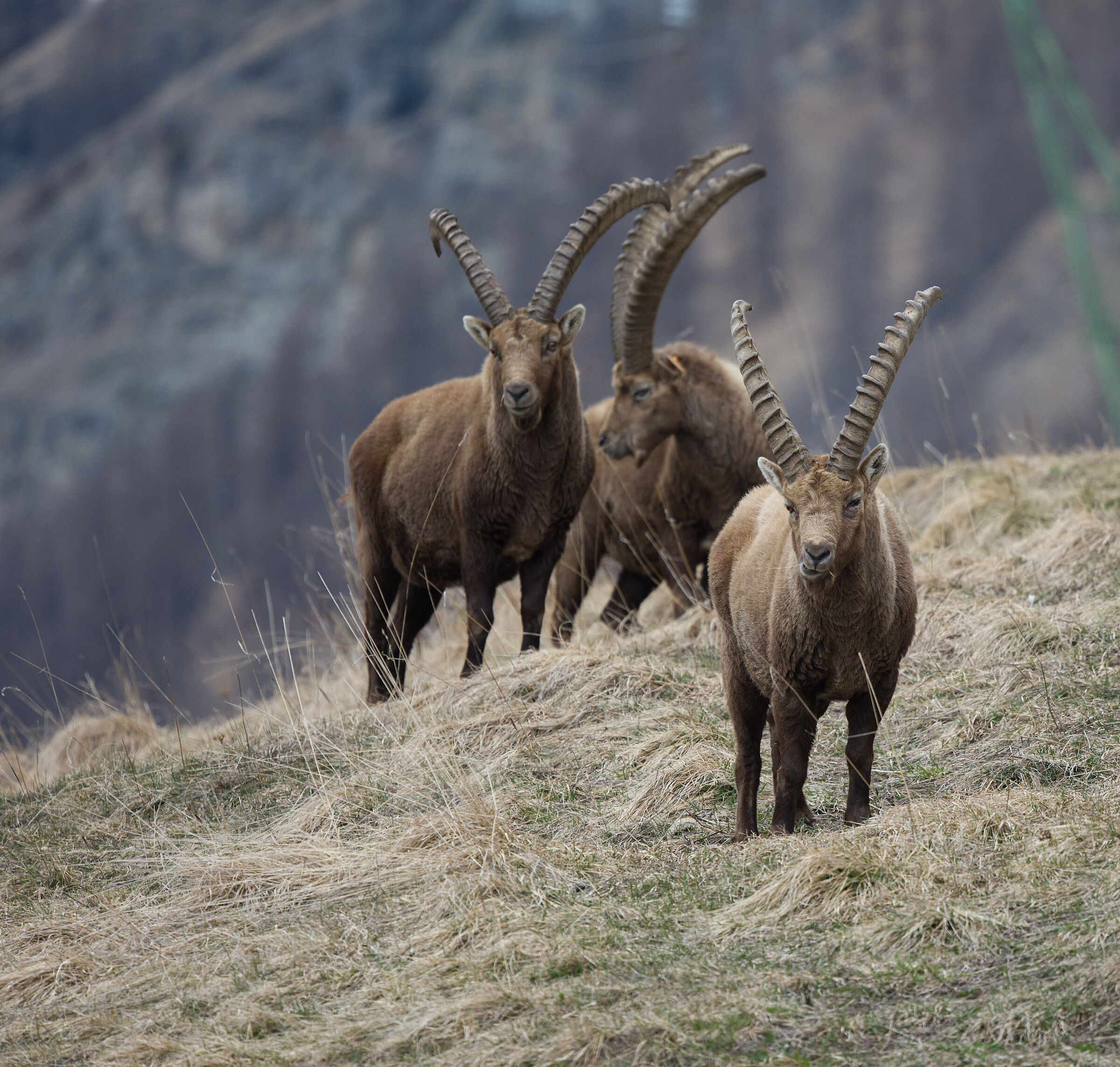 Ibex