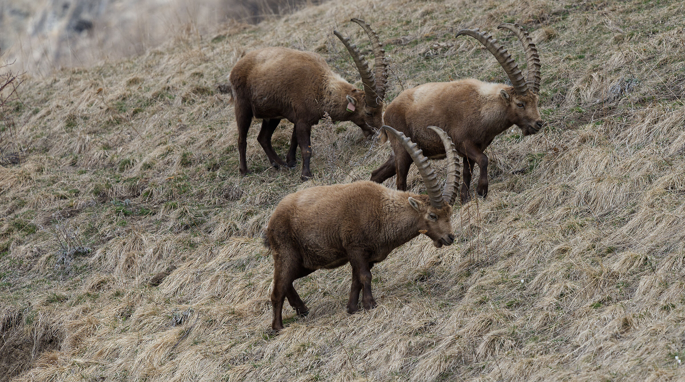 Ibex