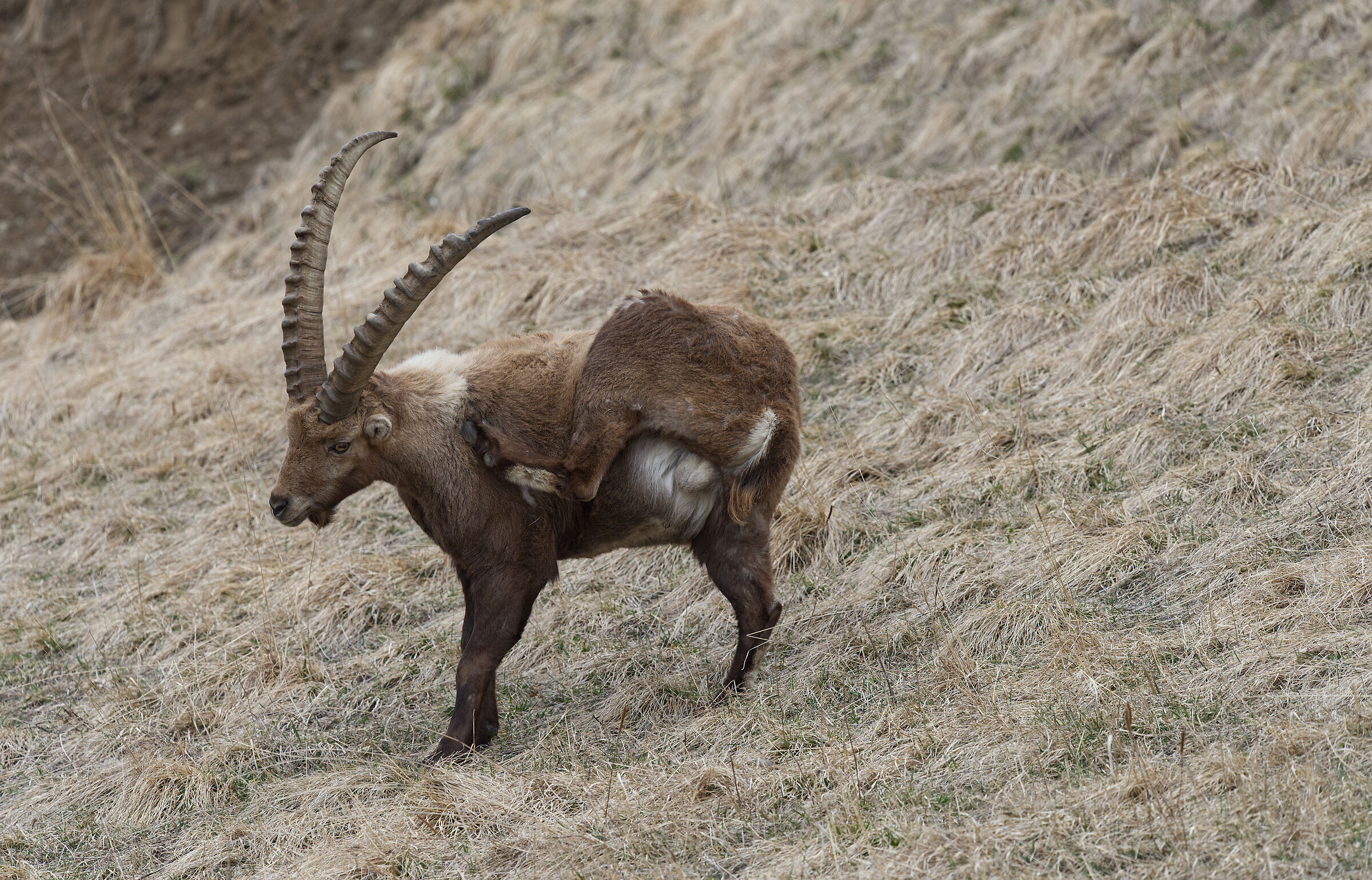 ibex