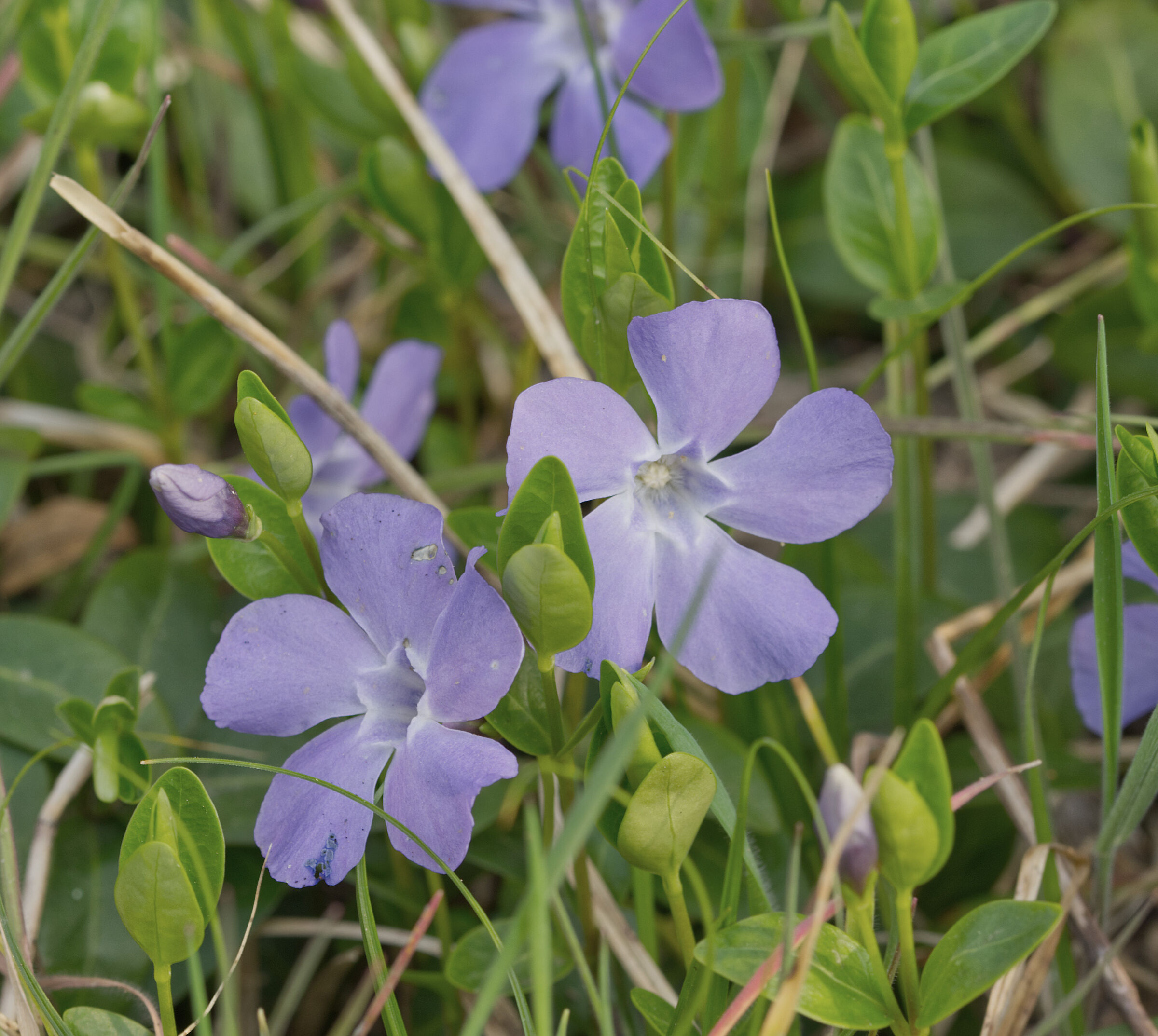 Minor periwinkle
