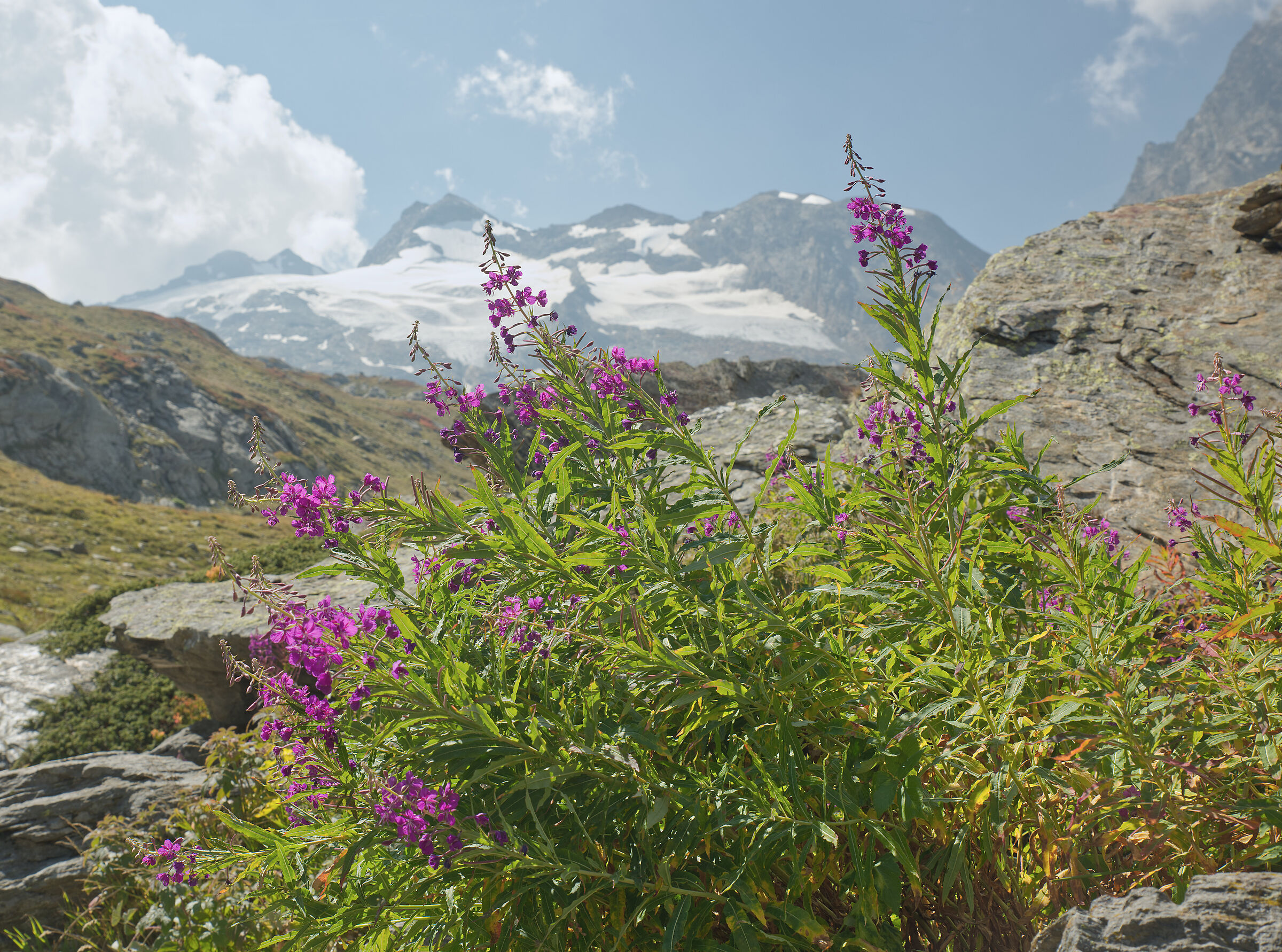 epilobium angustifolium St. Anthony's wort