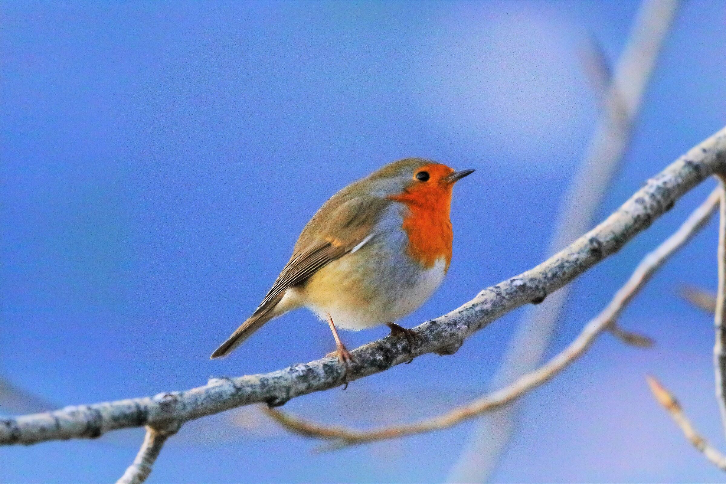 Pettirosso 11-01-2023