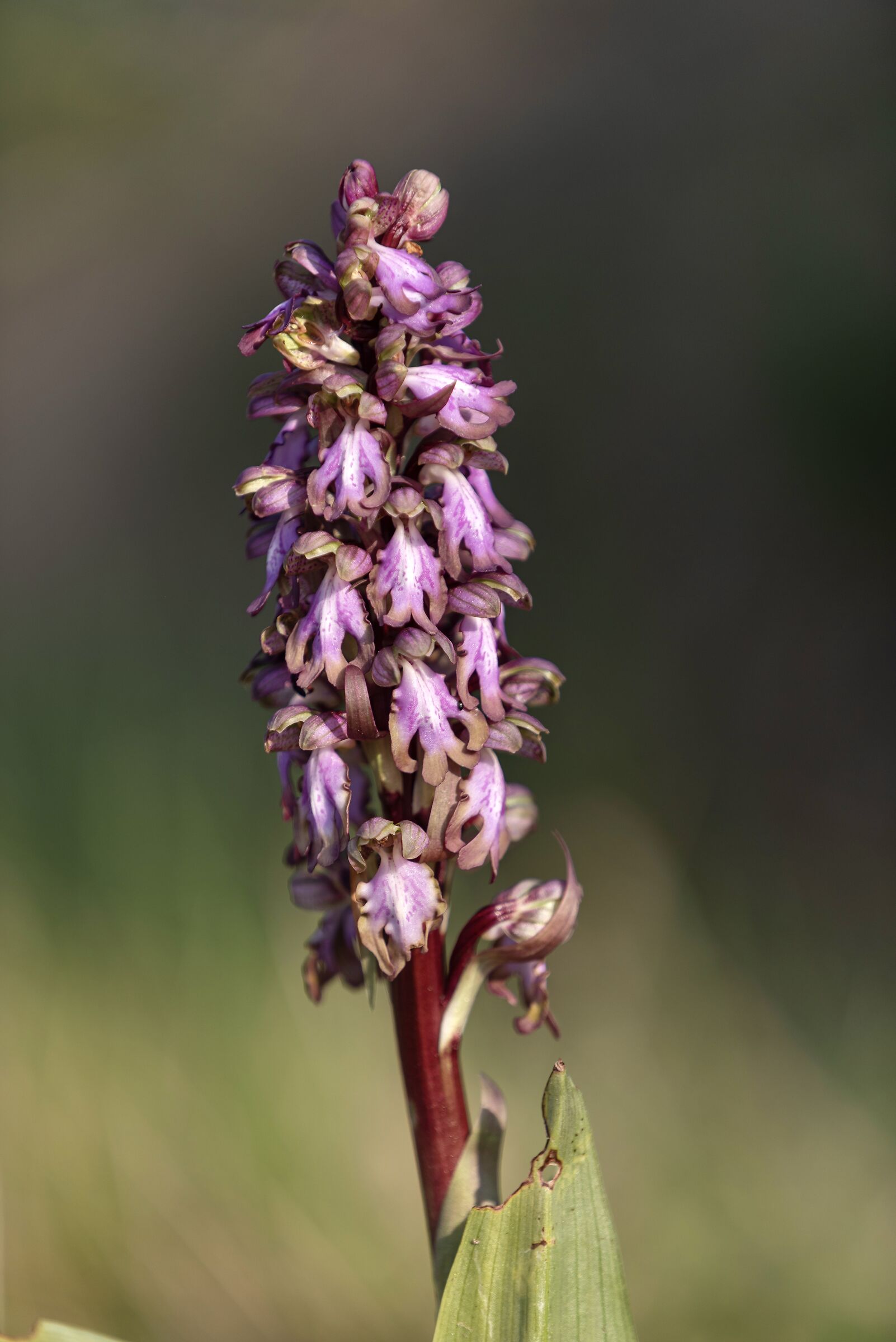 Himantoglossum robertianum