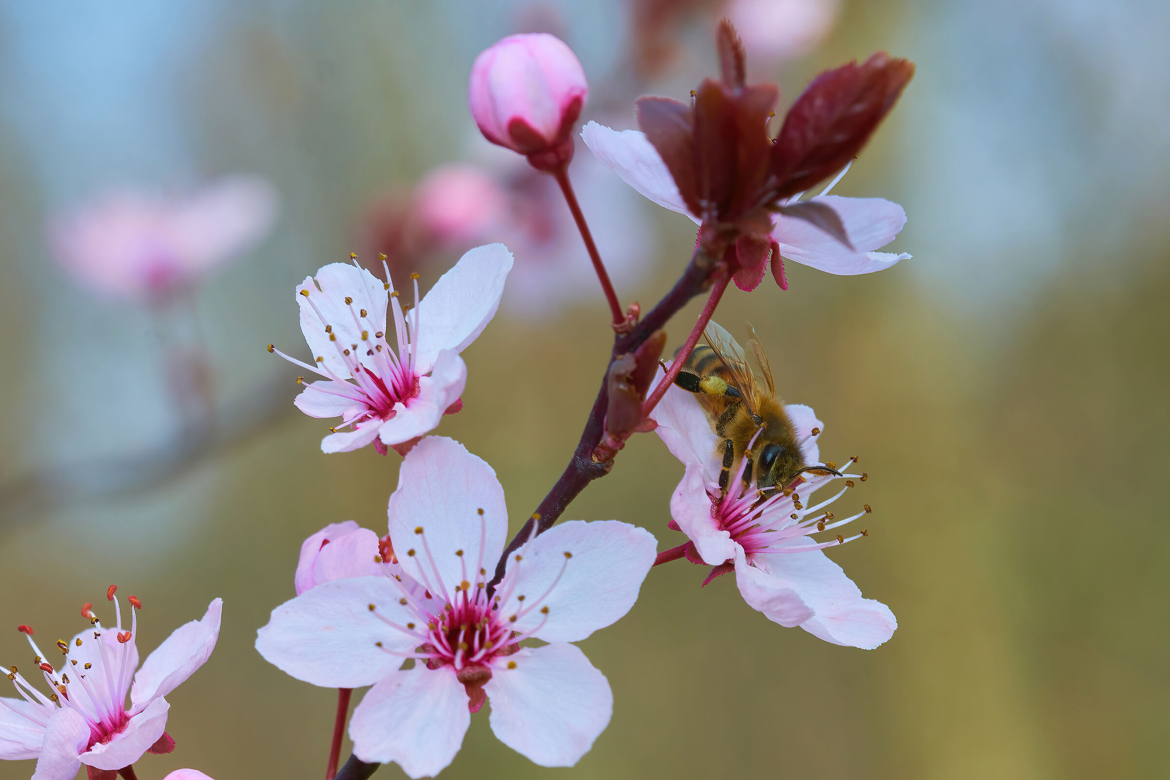 Spring is coming