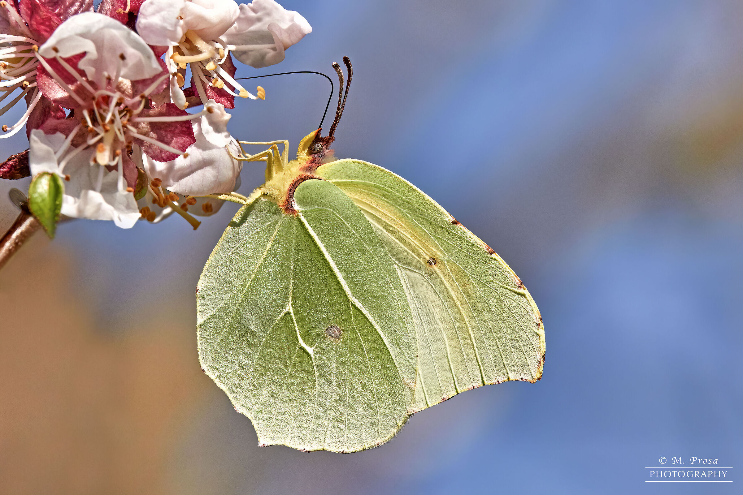 Cedar (Gonepteryx rhamni)