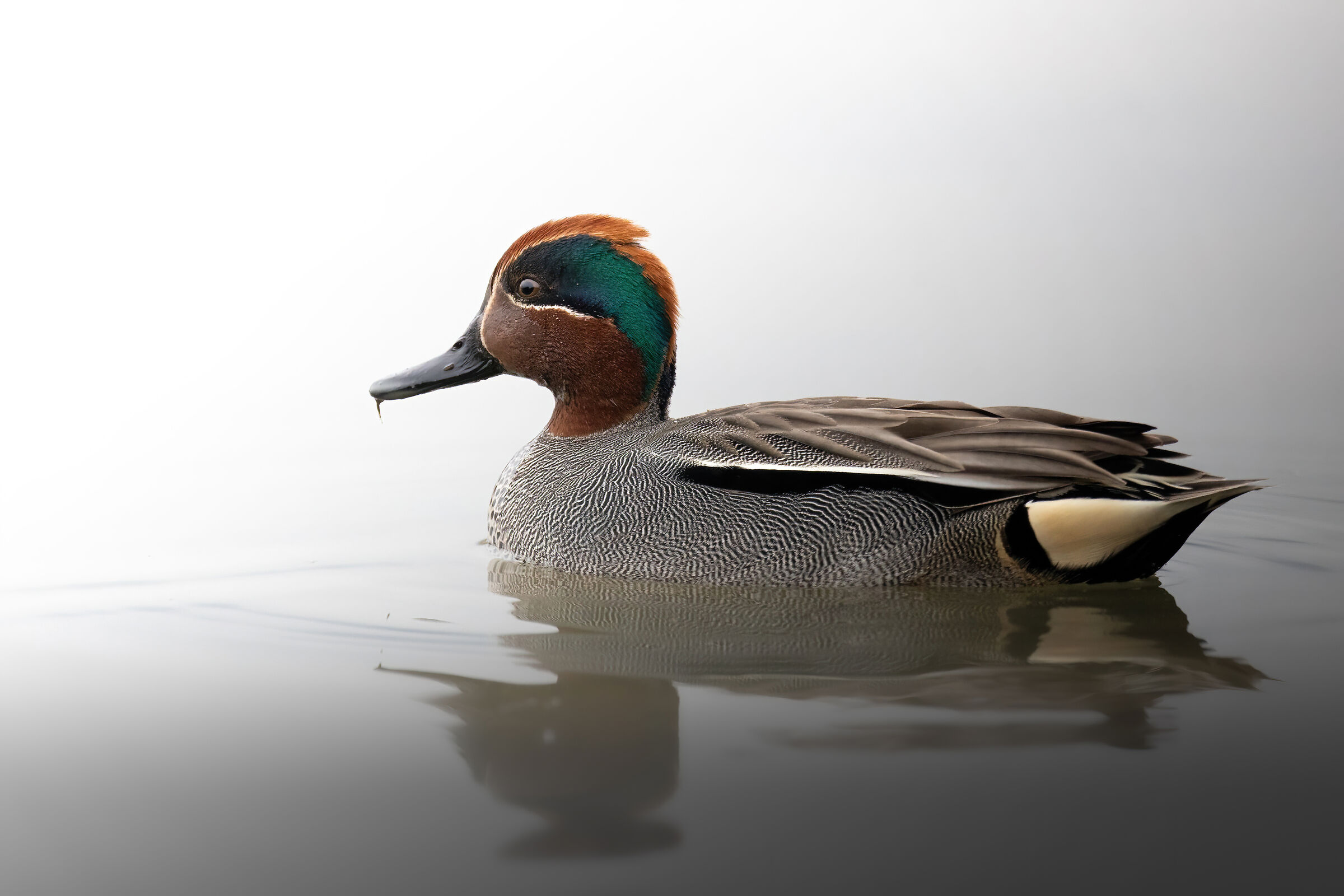 Close teal