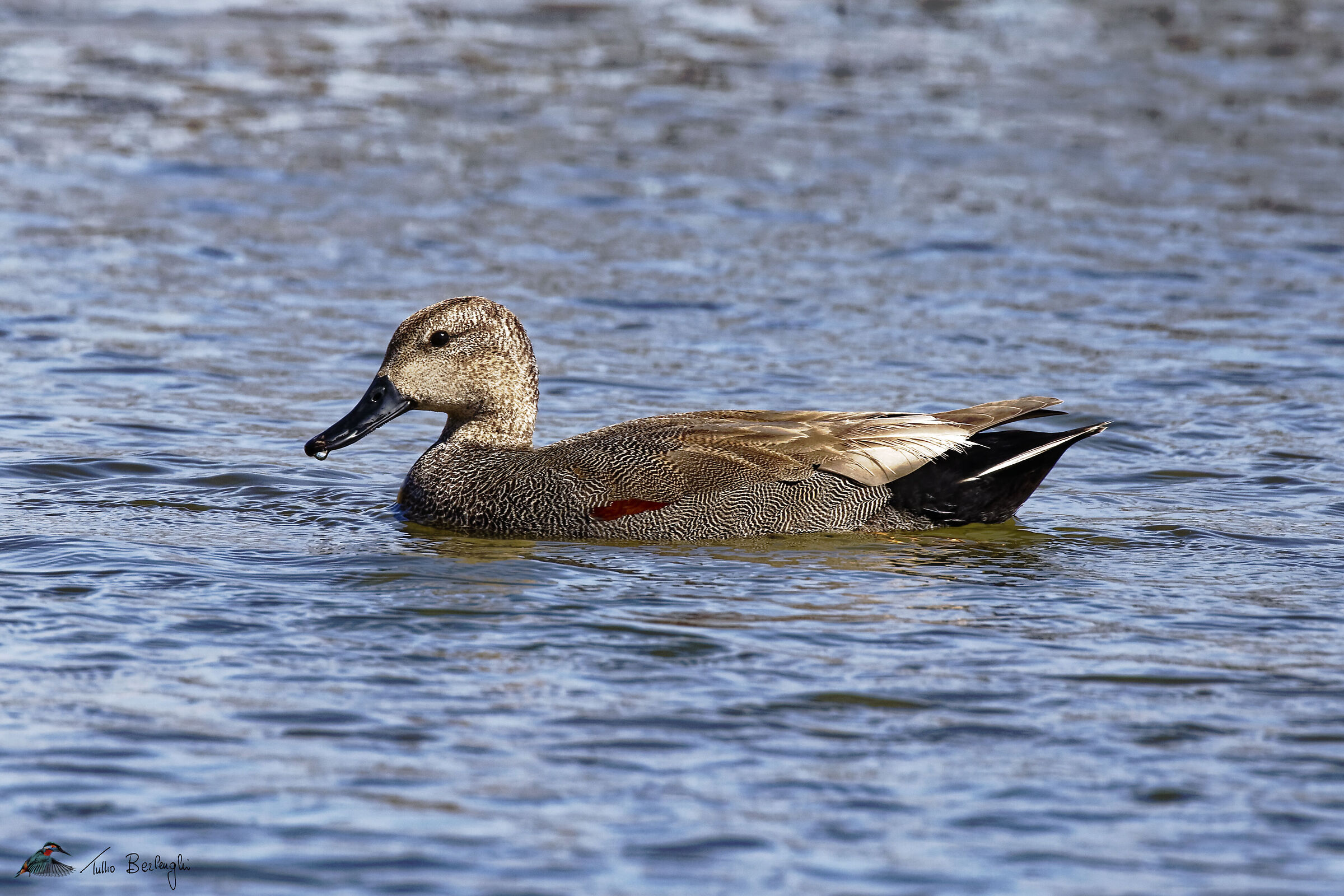 Gadwall