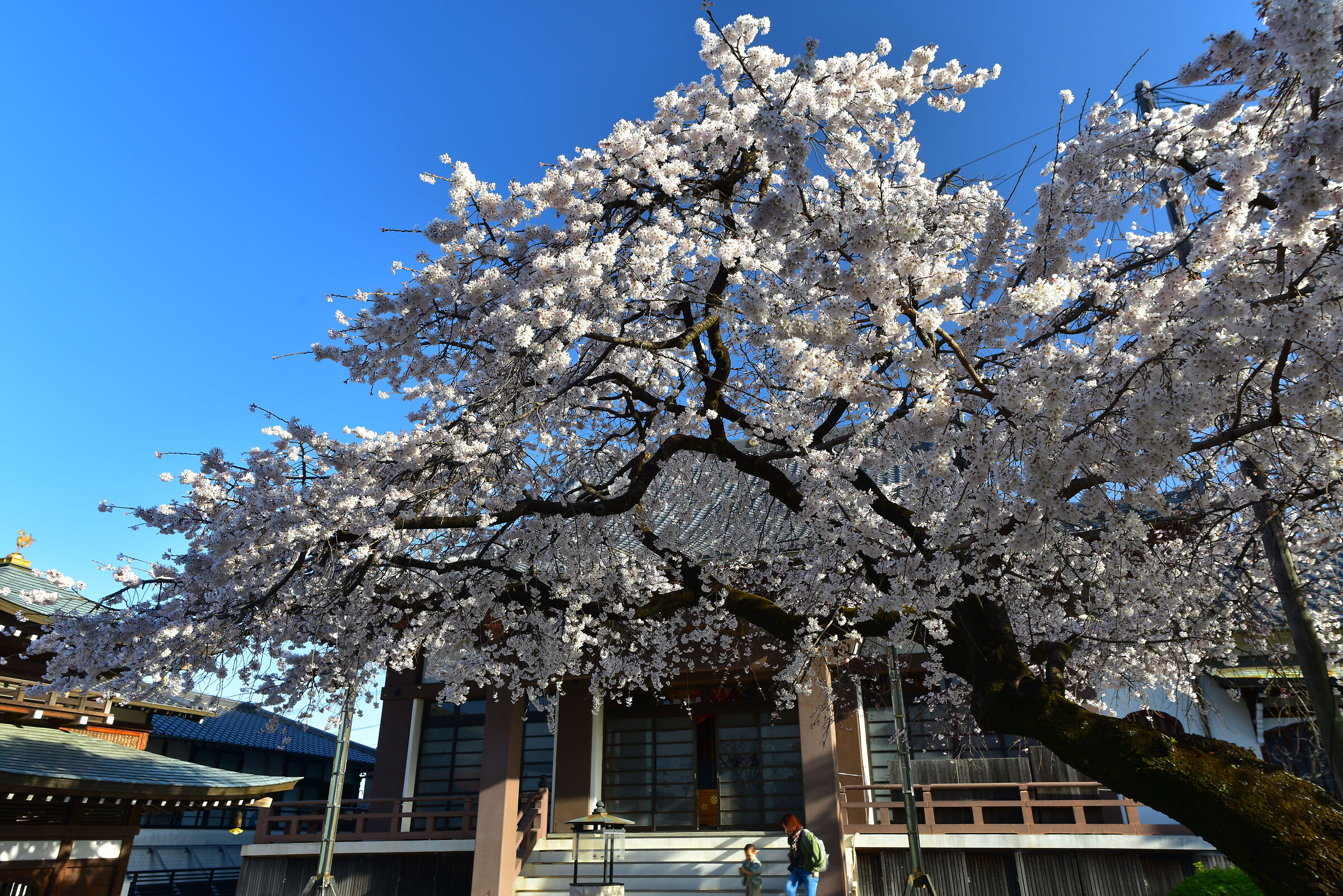 sakura season has started in Japan