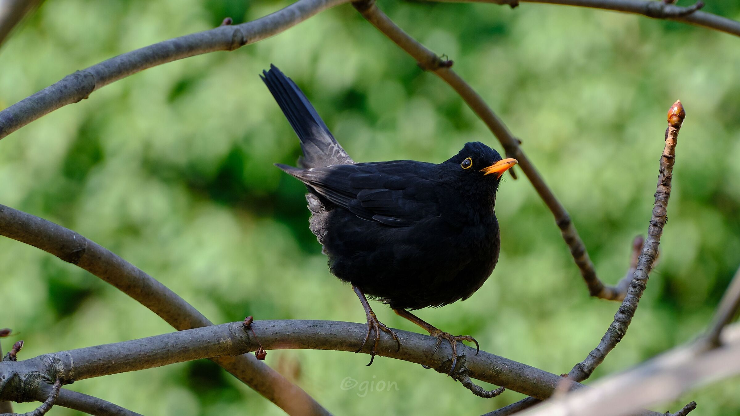 Turdus Merula