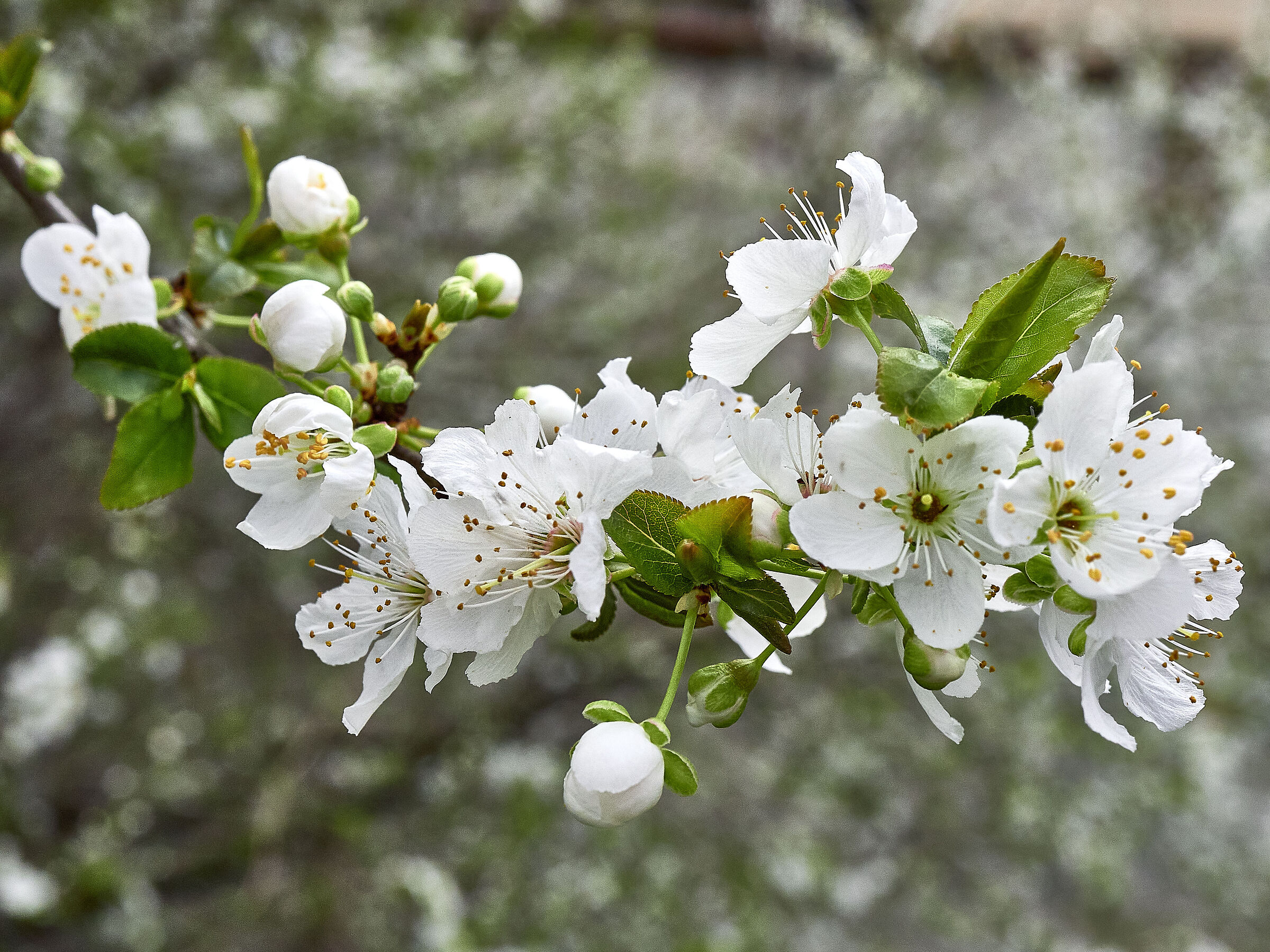 Fiore di ciliegio selvatico #1