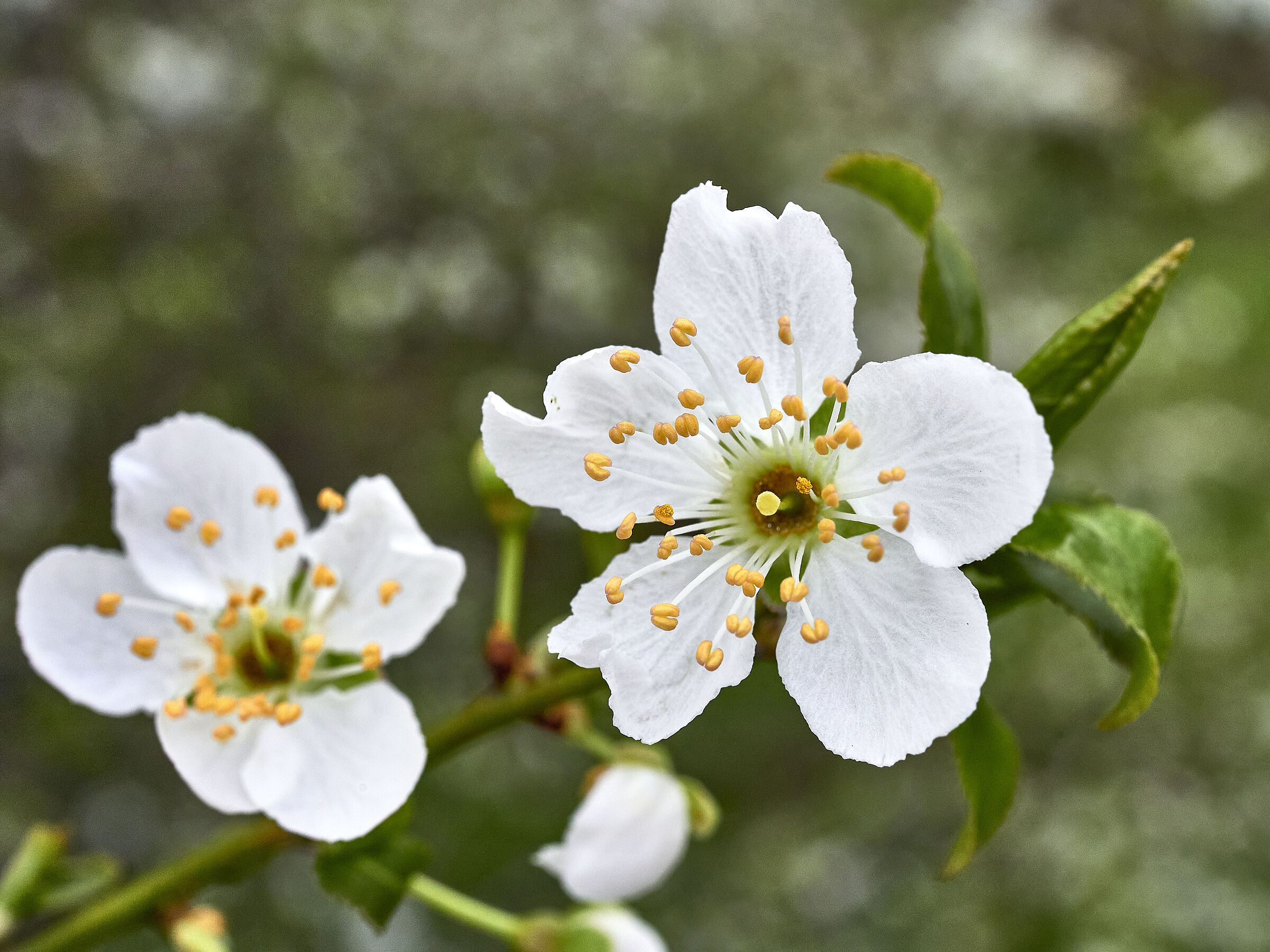 Fiore di ciliegio selvatico #2