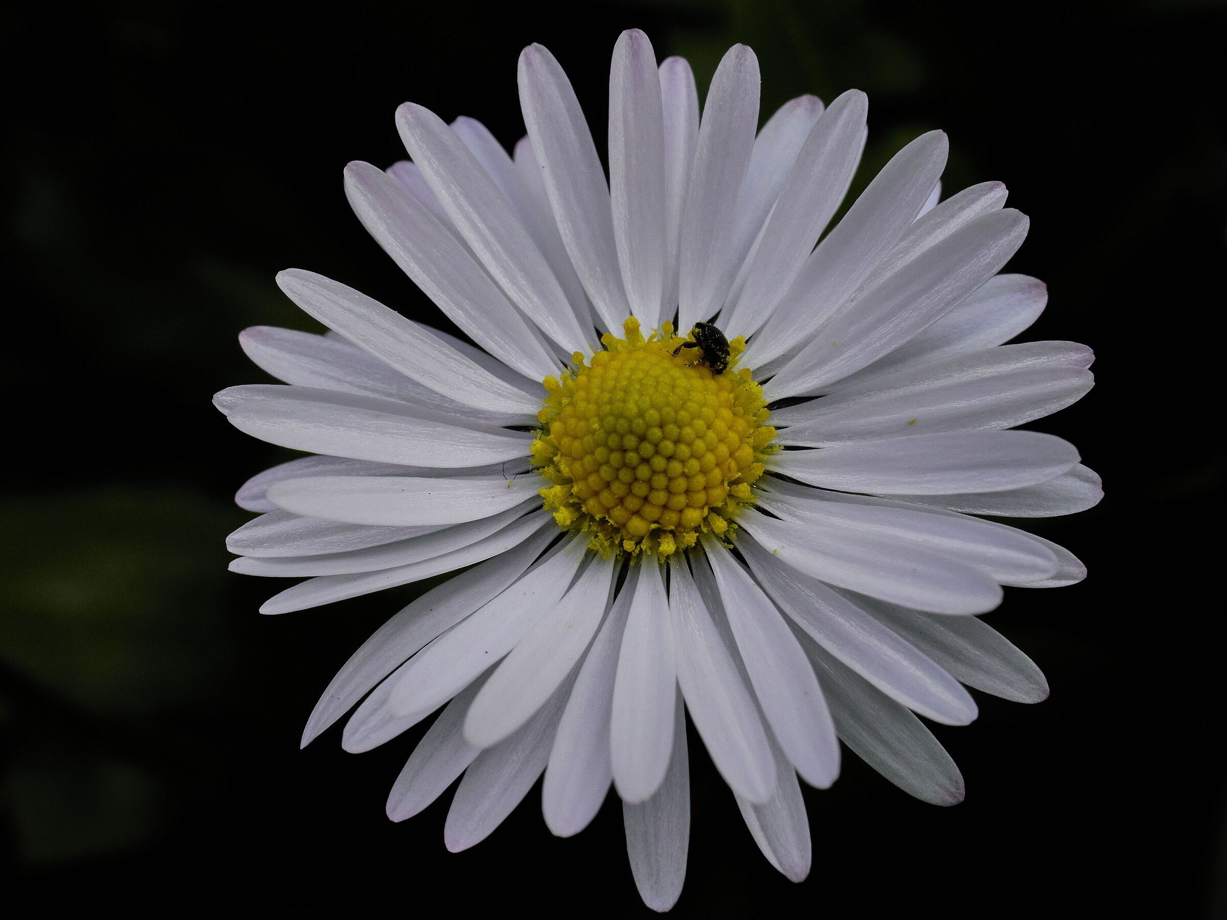 Margherita di campo with guest