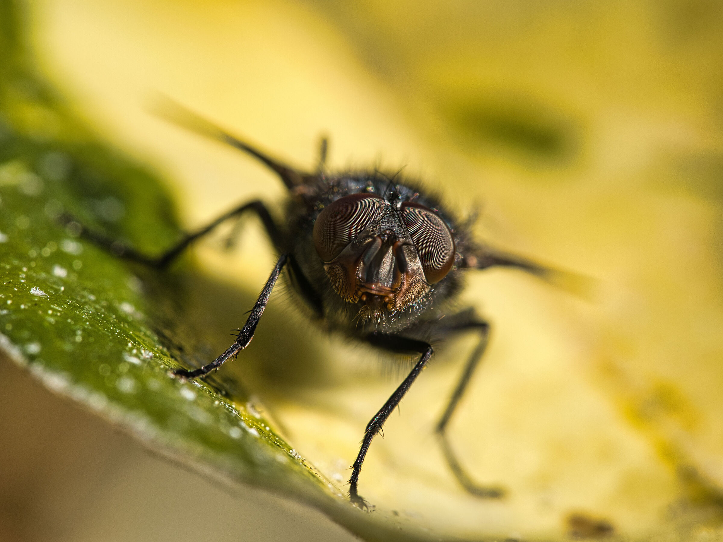 Fly