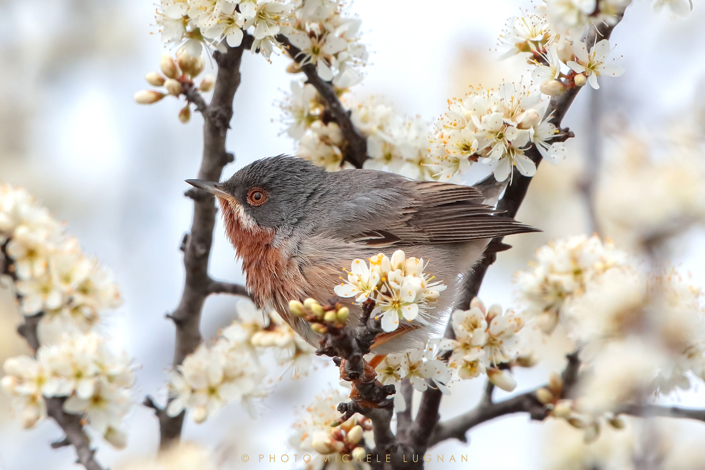 Sylvia cantillans Pallas 1764