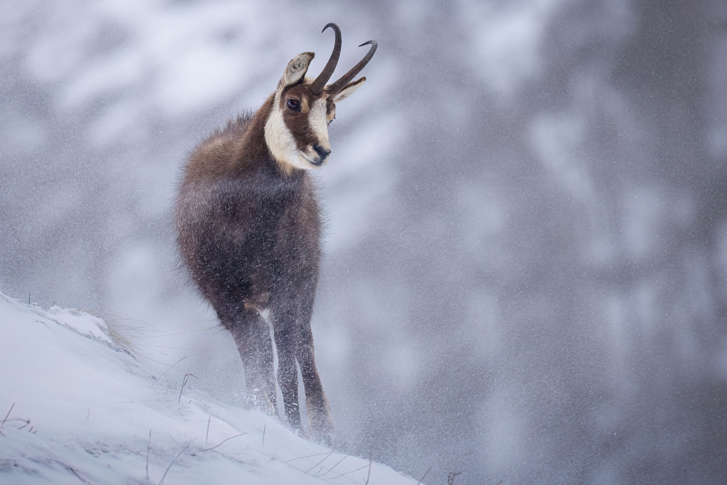 Alpine chamois