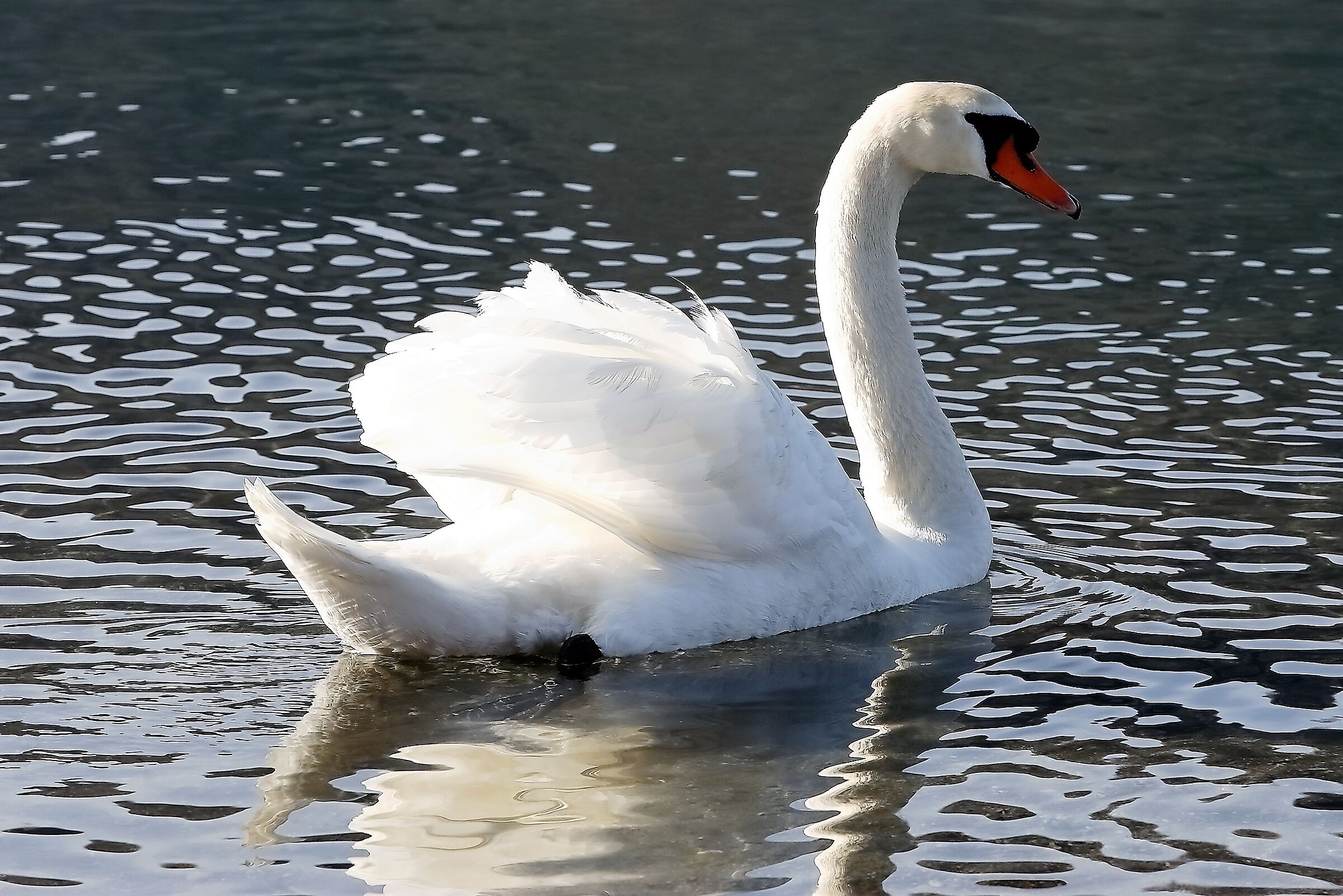 Cigno R 14 gennaio 2023