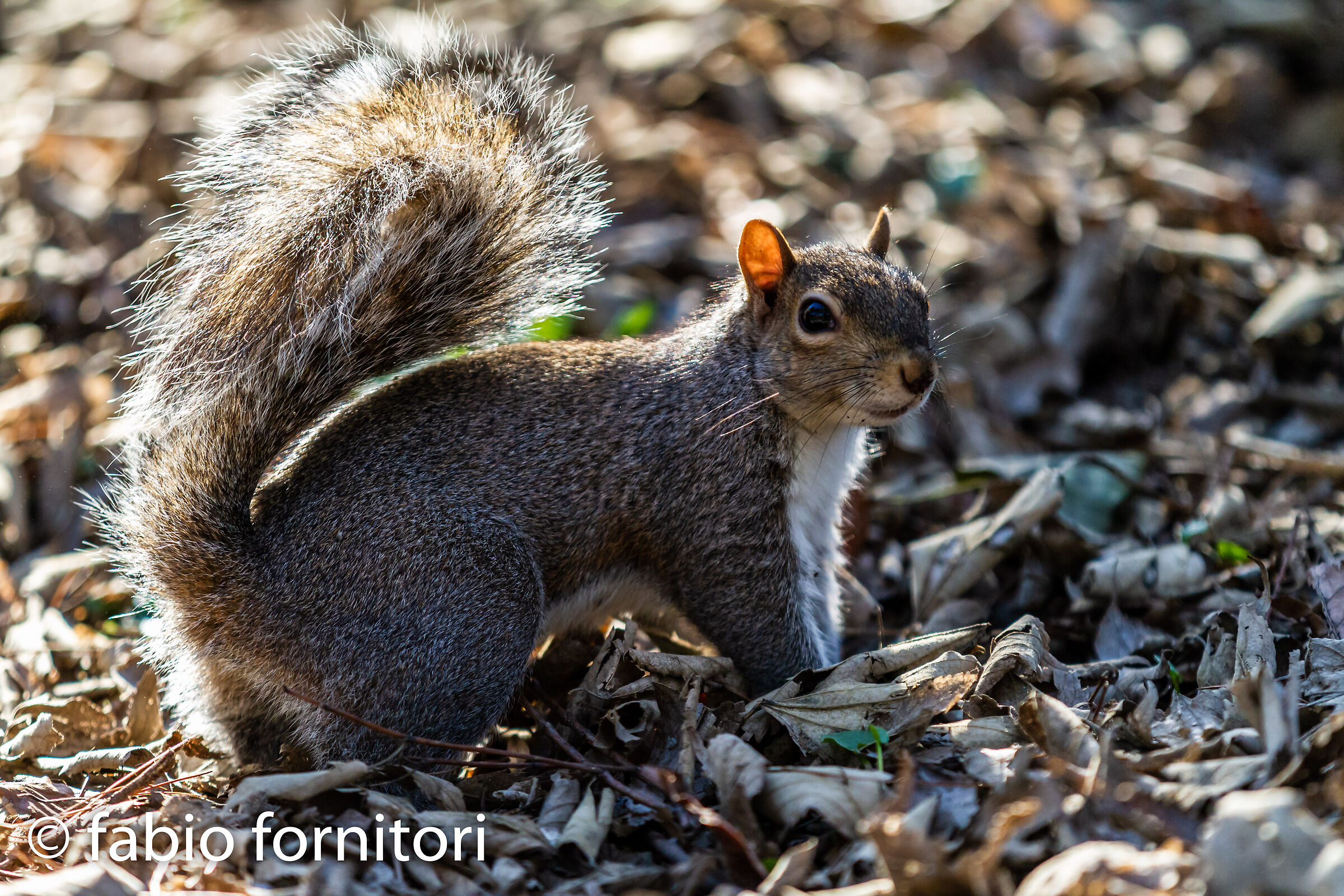 Scoiattolo semi-urbano 2  2023