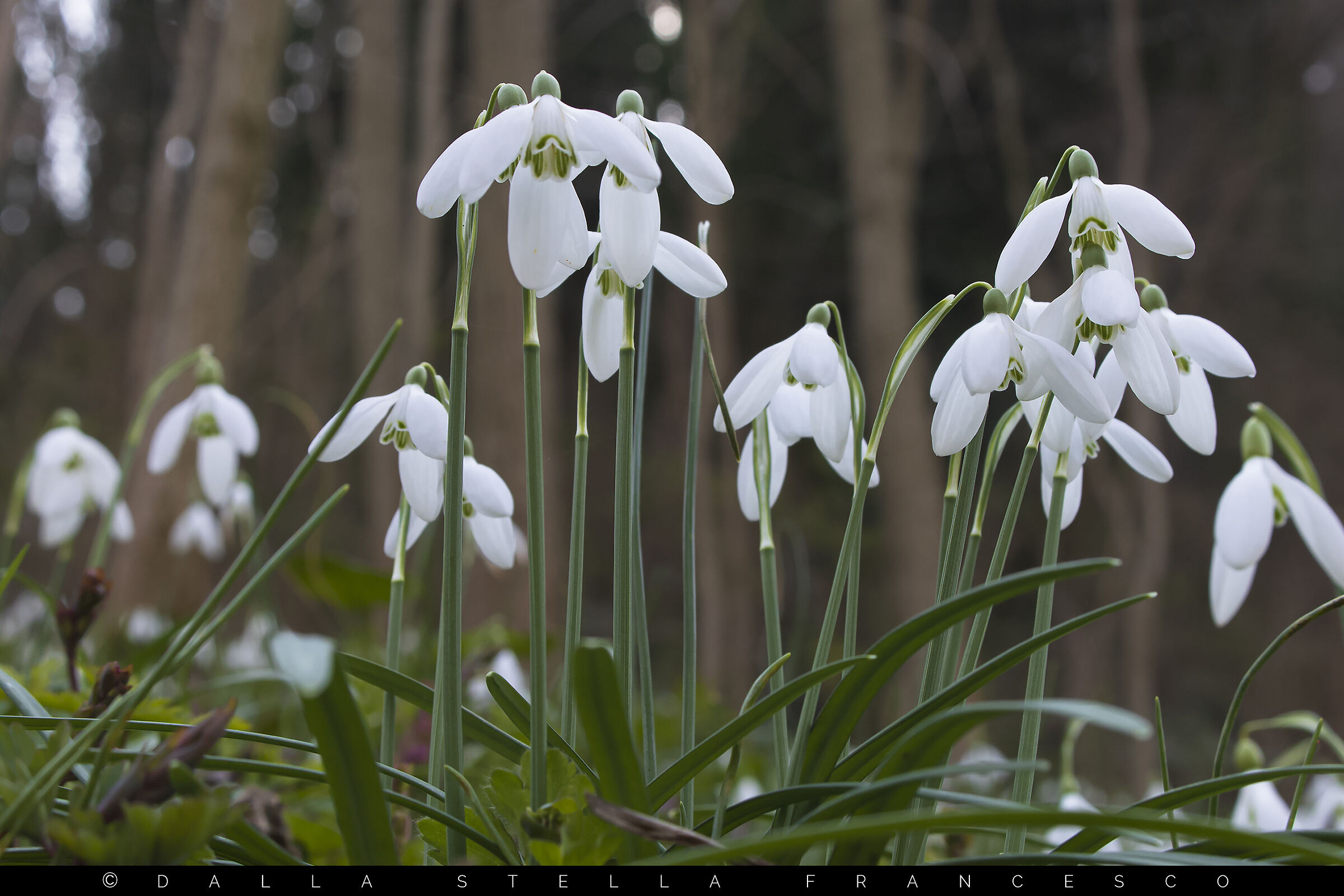 Il candore dei Bucaneve