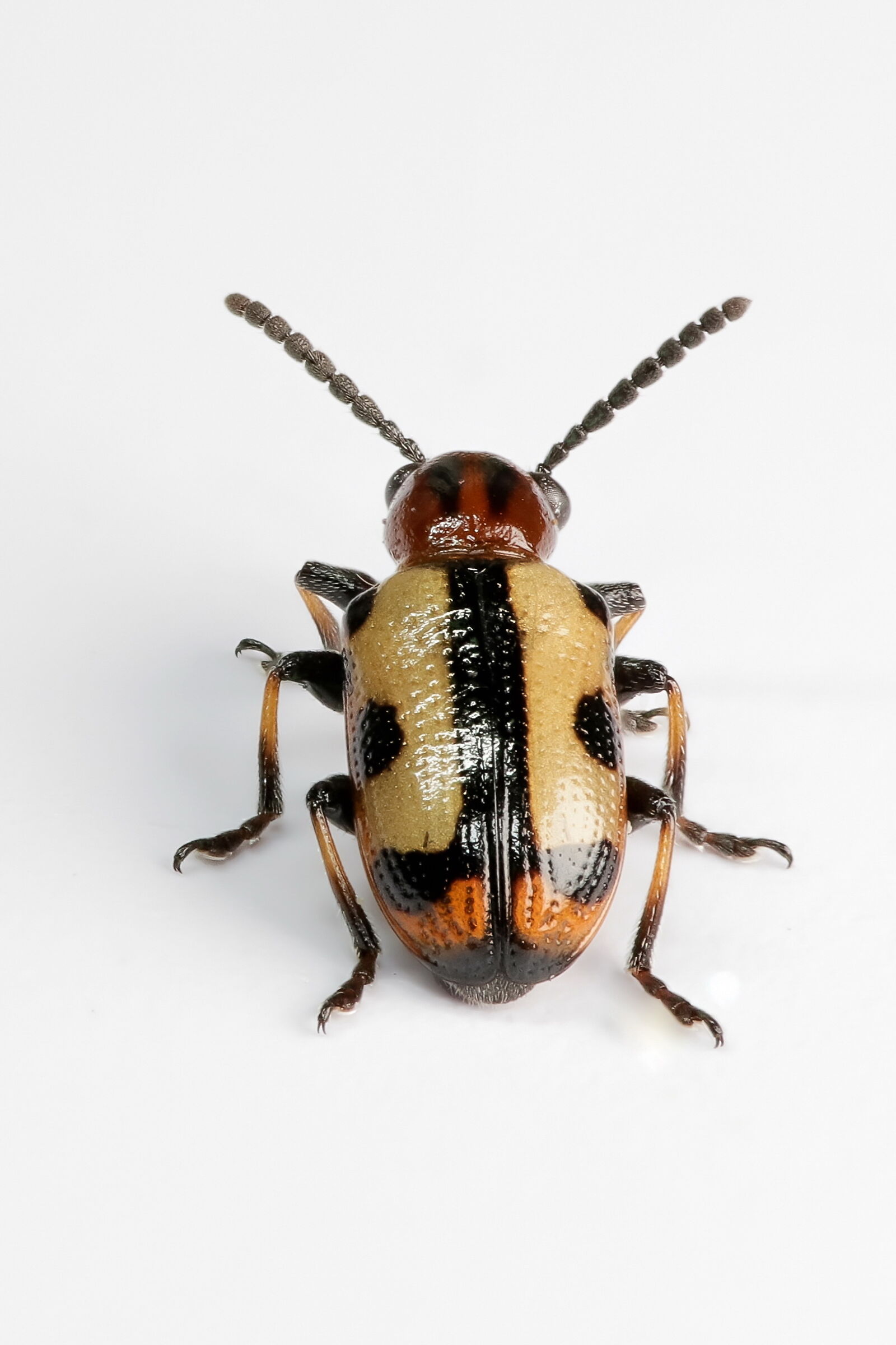 Crioceris paracenthesis