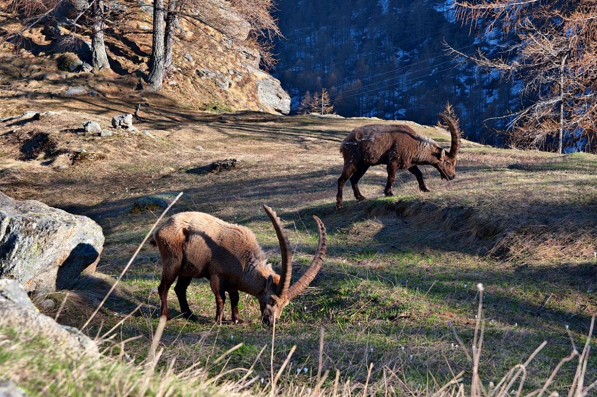 Pair of mountain goats .. a few meters!