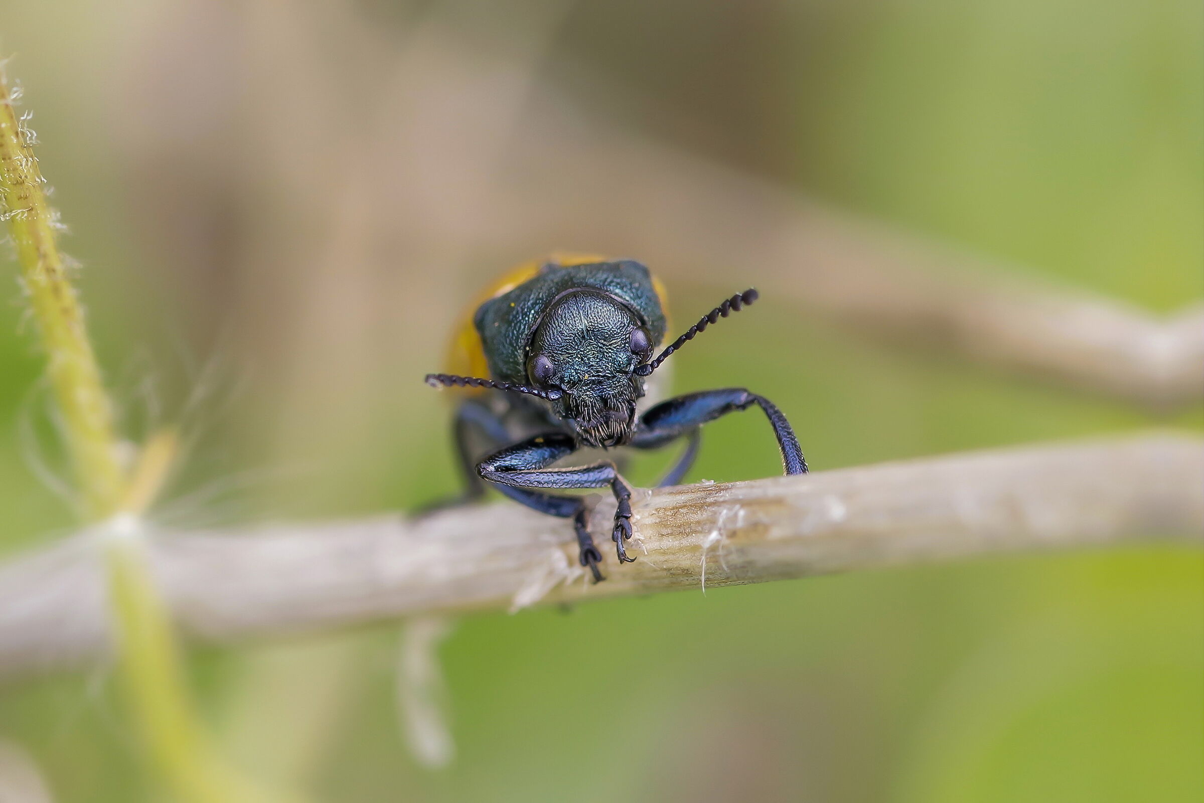 Labidostomis taxicornis