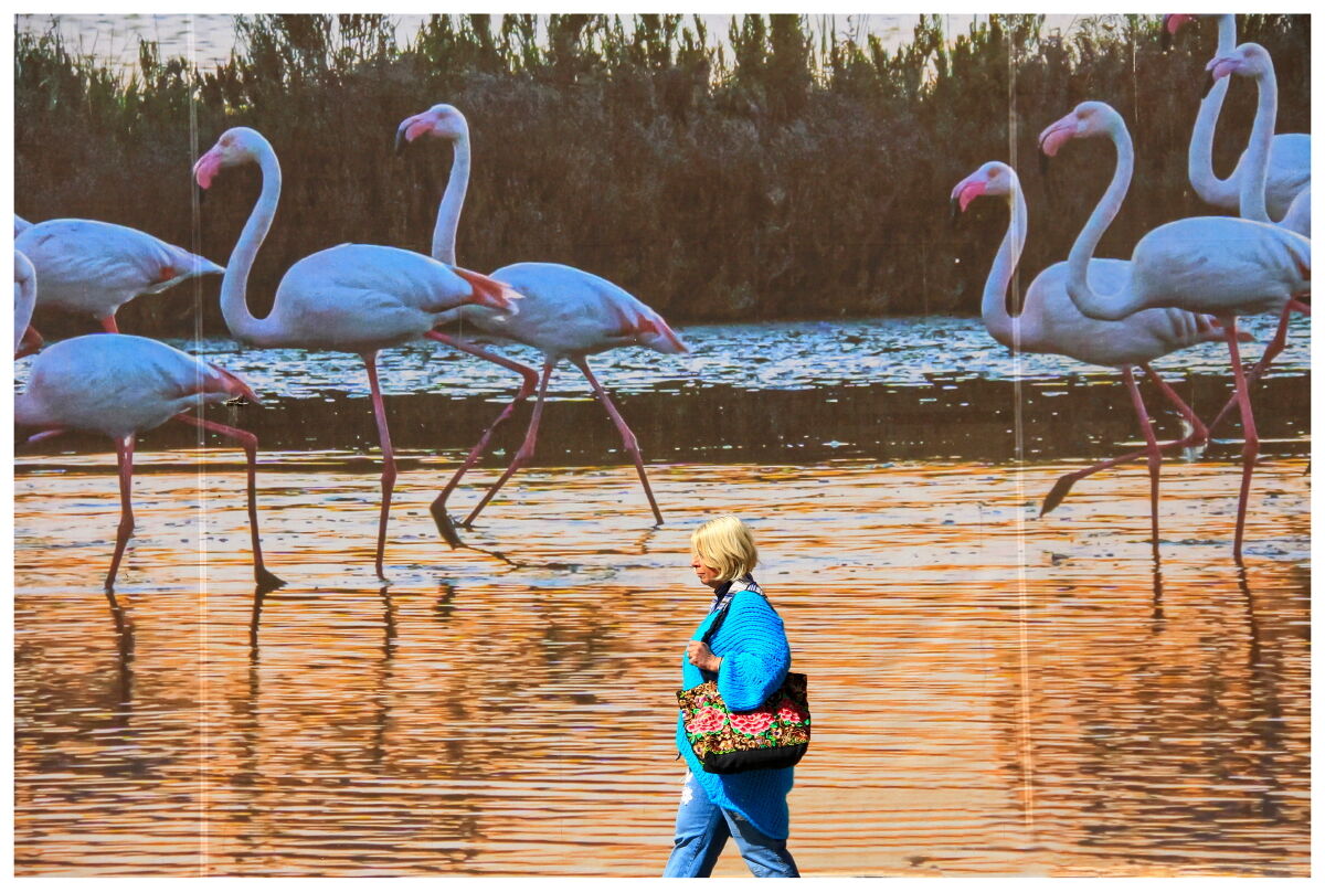 Passeggiando trai i fenicotteri ...