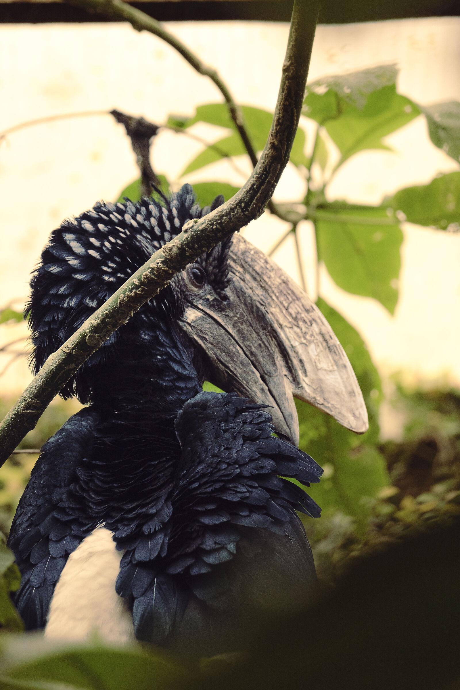 Silver-cheeked hornbill