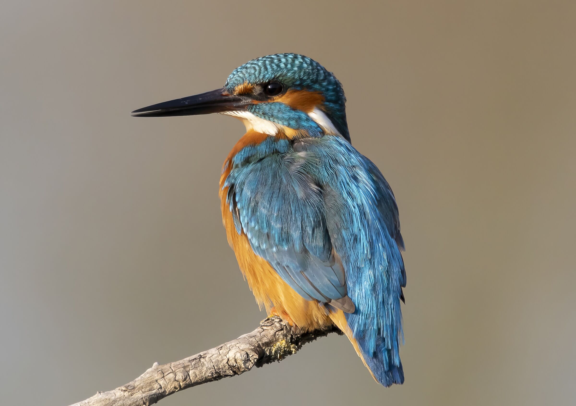 Martin Pescatore in posa