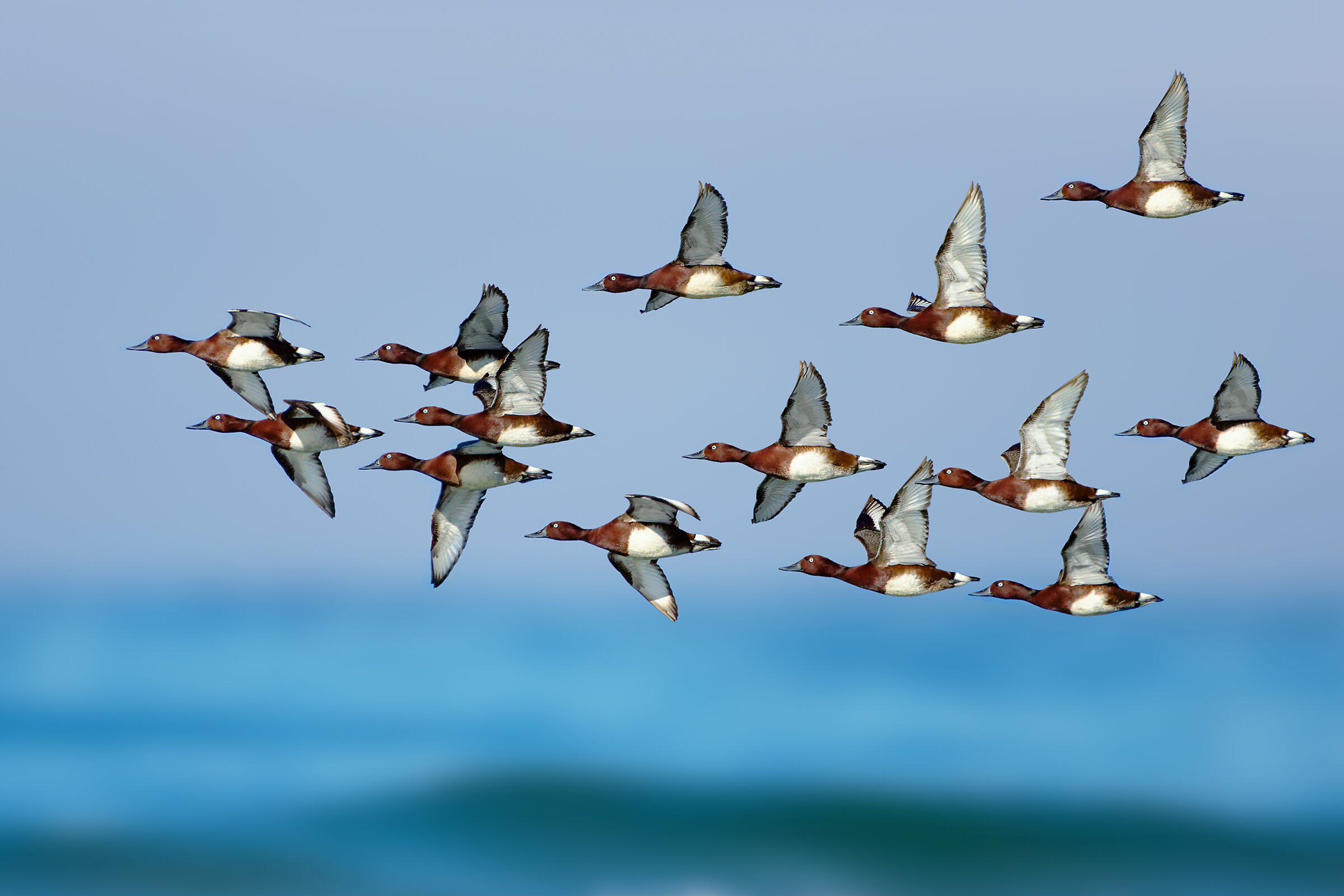 Morette tabaccate in migration