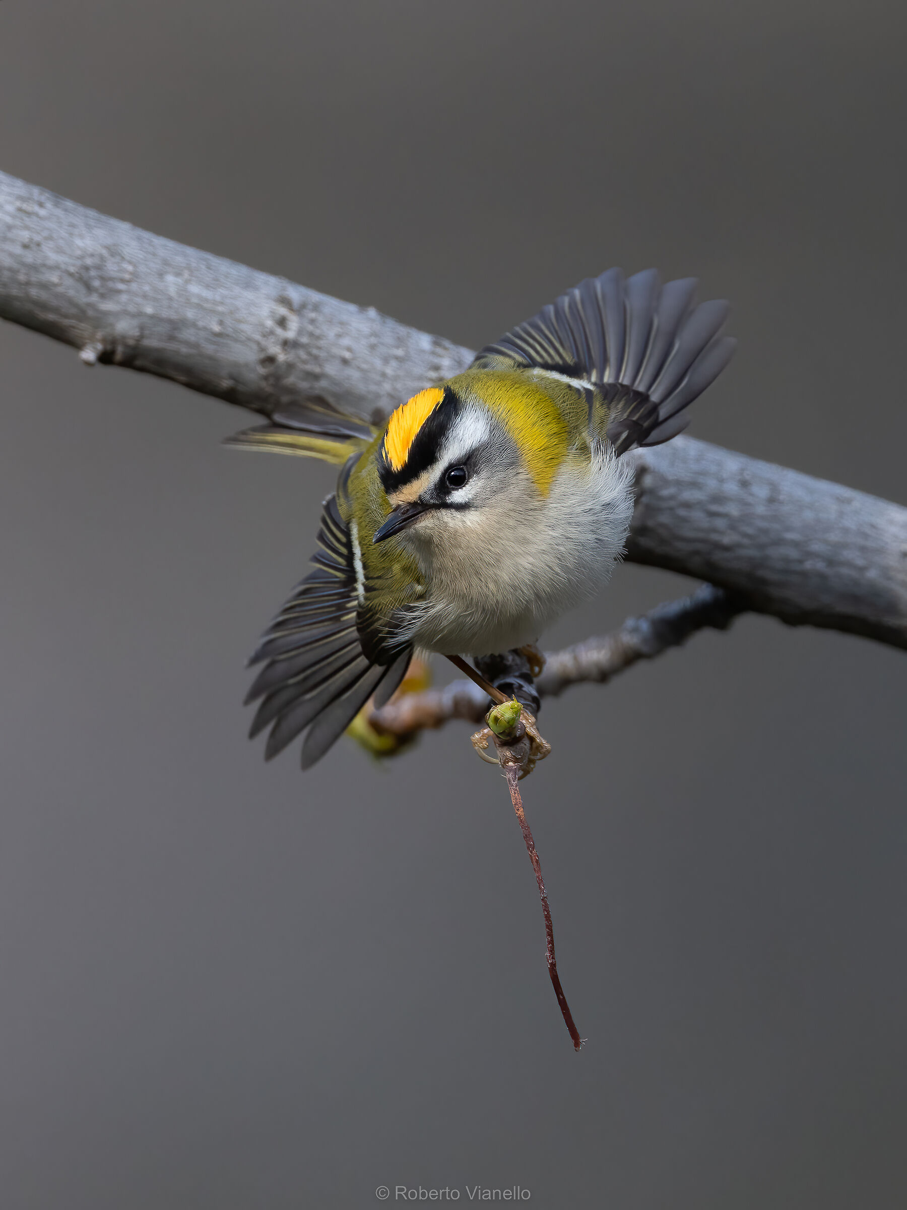 Fiorrancino (Regulus ignicapilla)